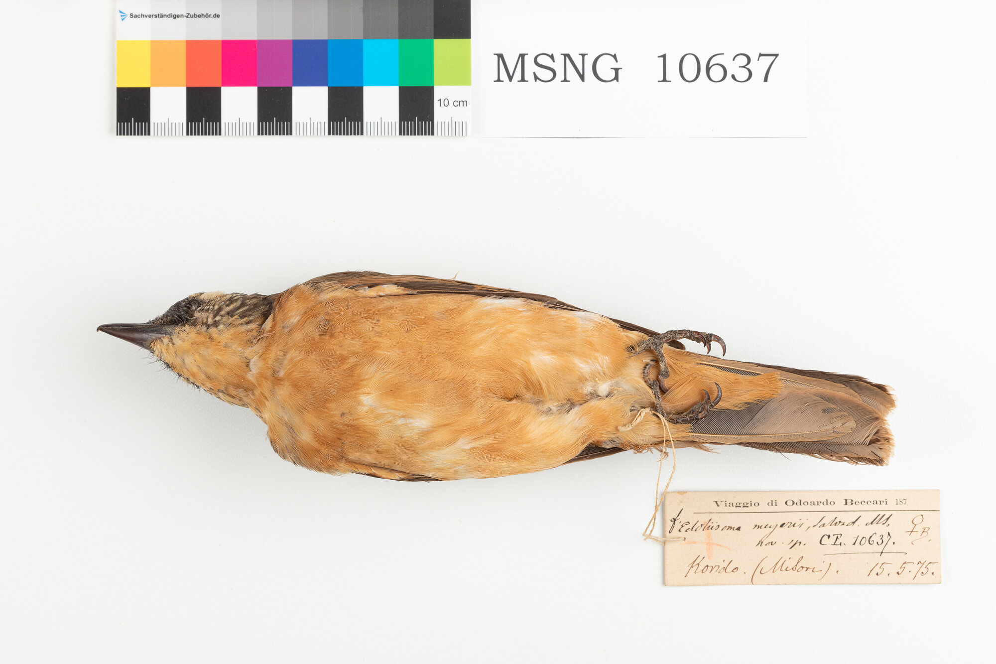 Coracina beccosottile (esemplare)