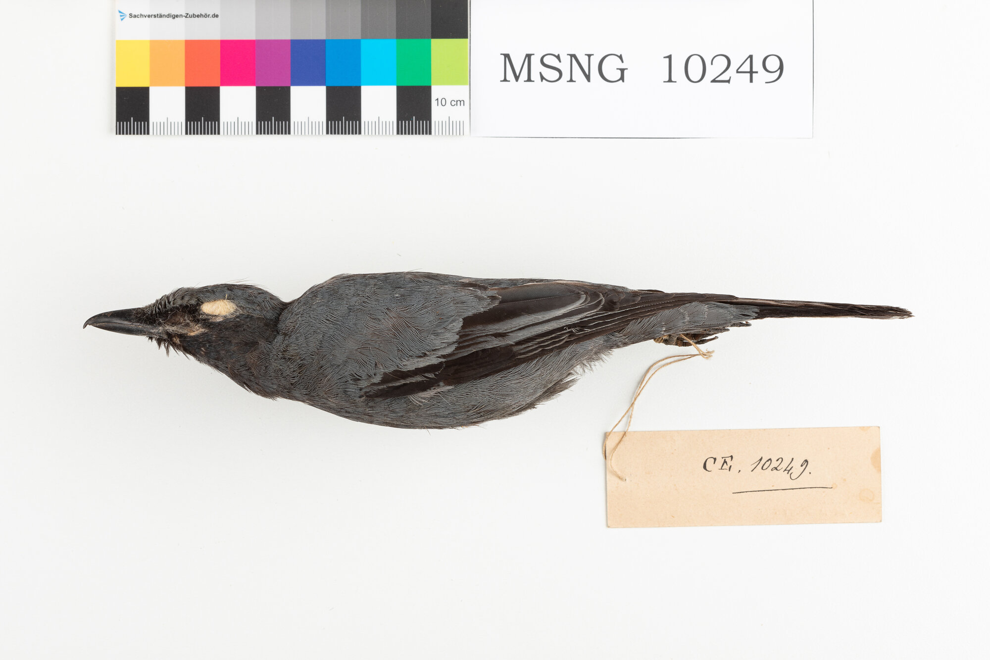 Coracina beccosottile (esemplare)