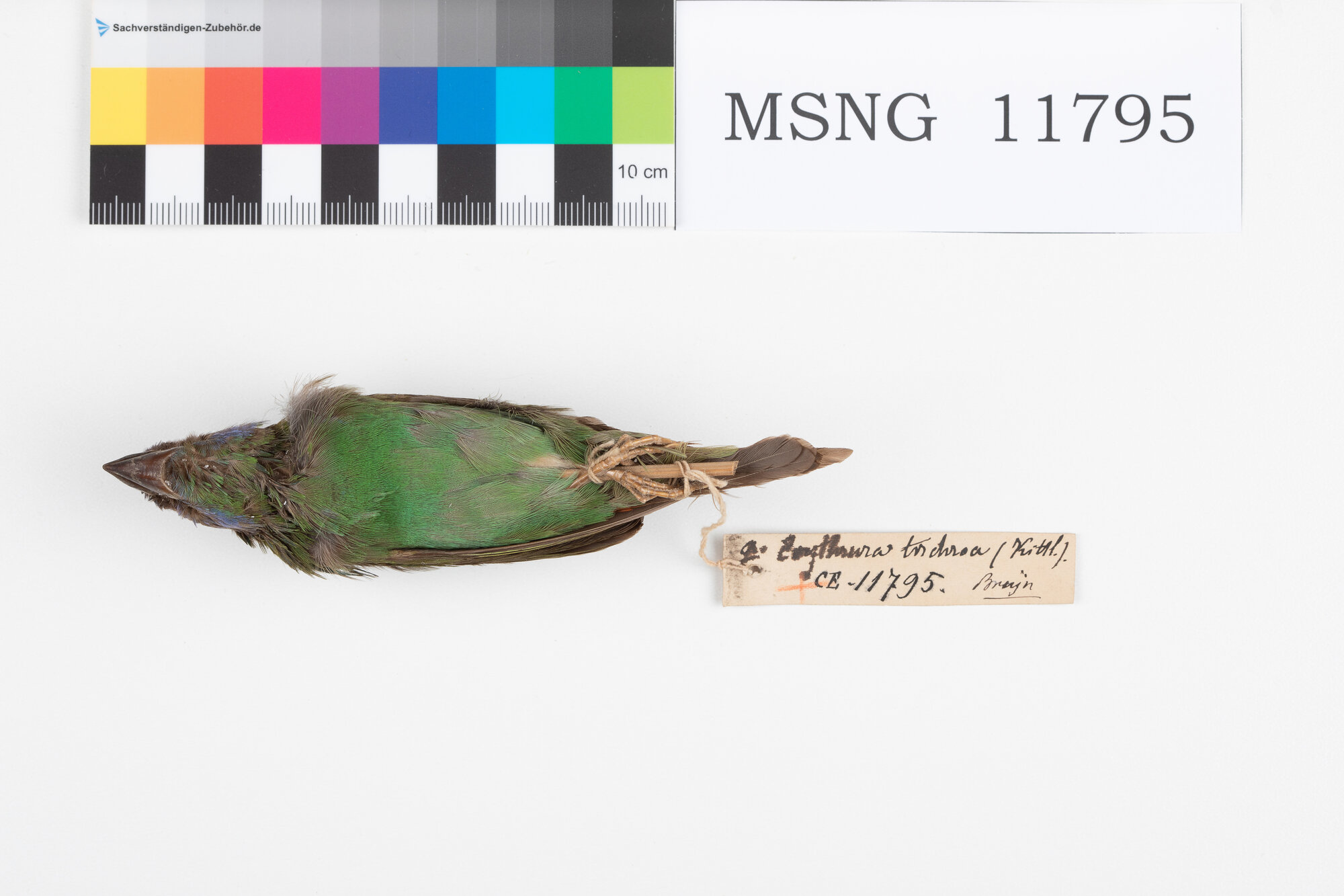 Diamante papua (esemplare)