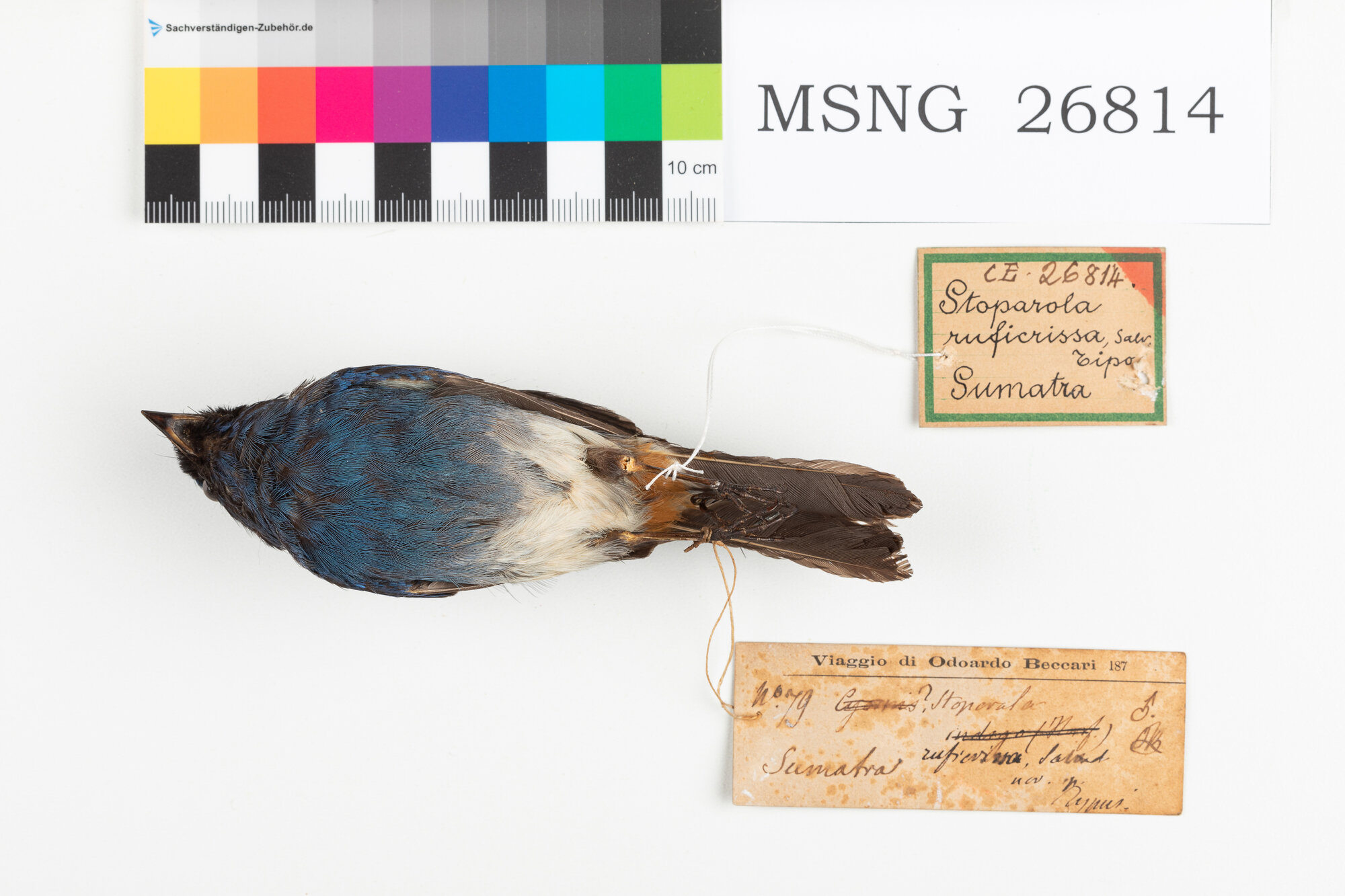 Pigliamosche indaco (esemplare)