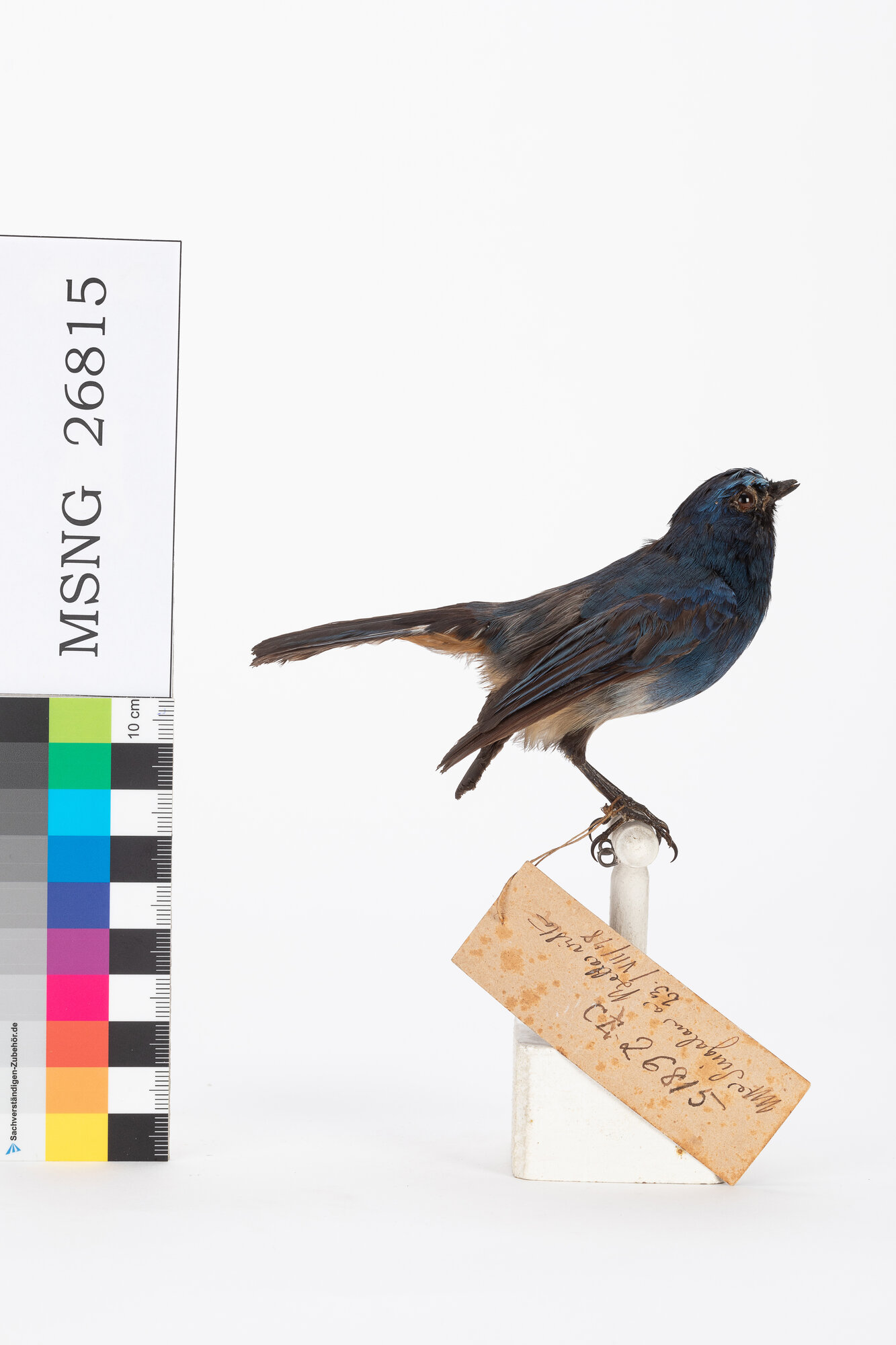 Pigliamosche indaco (esemplare)