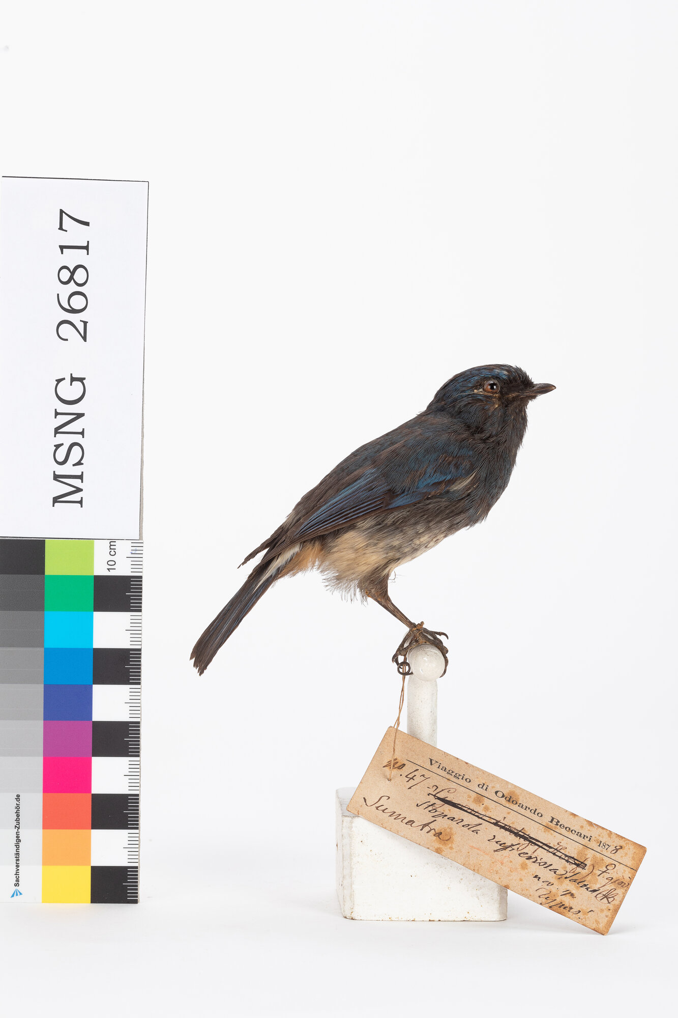 Pigliamosche indaco (esemplare)