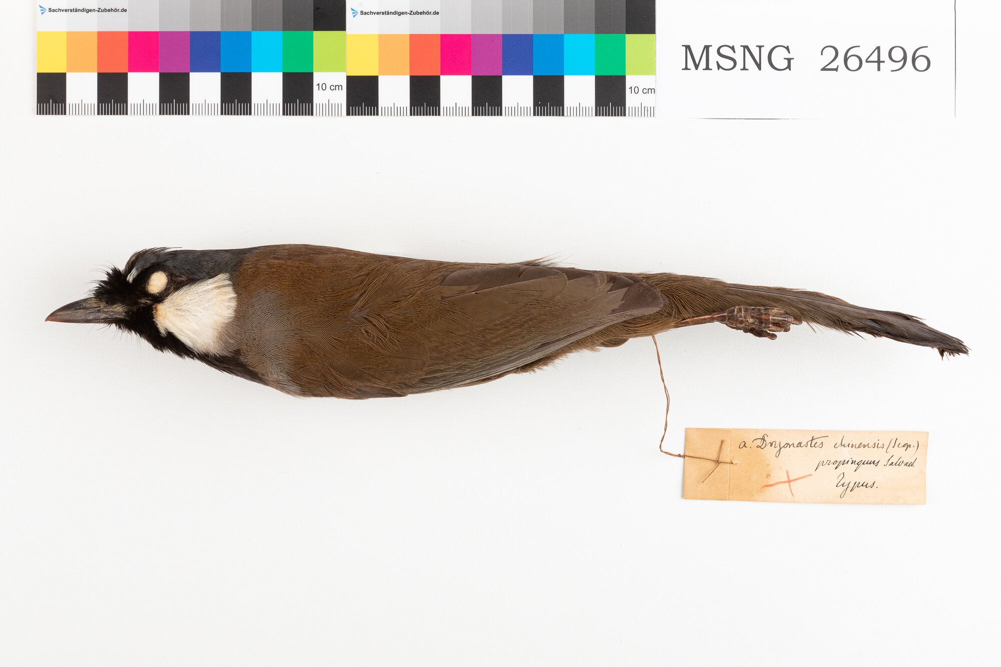 Garrulo schiamazzante cinese (esemplare)