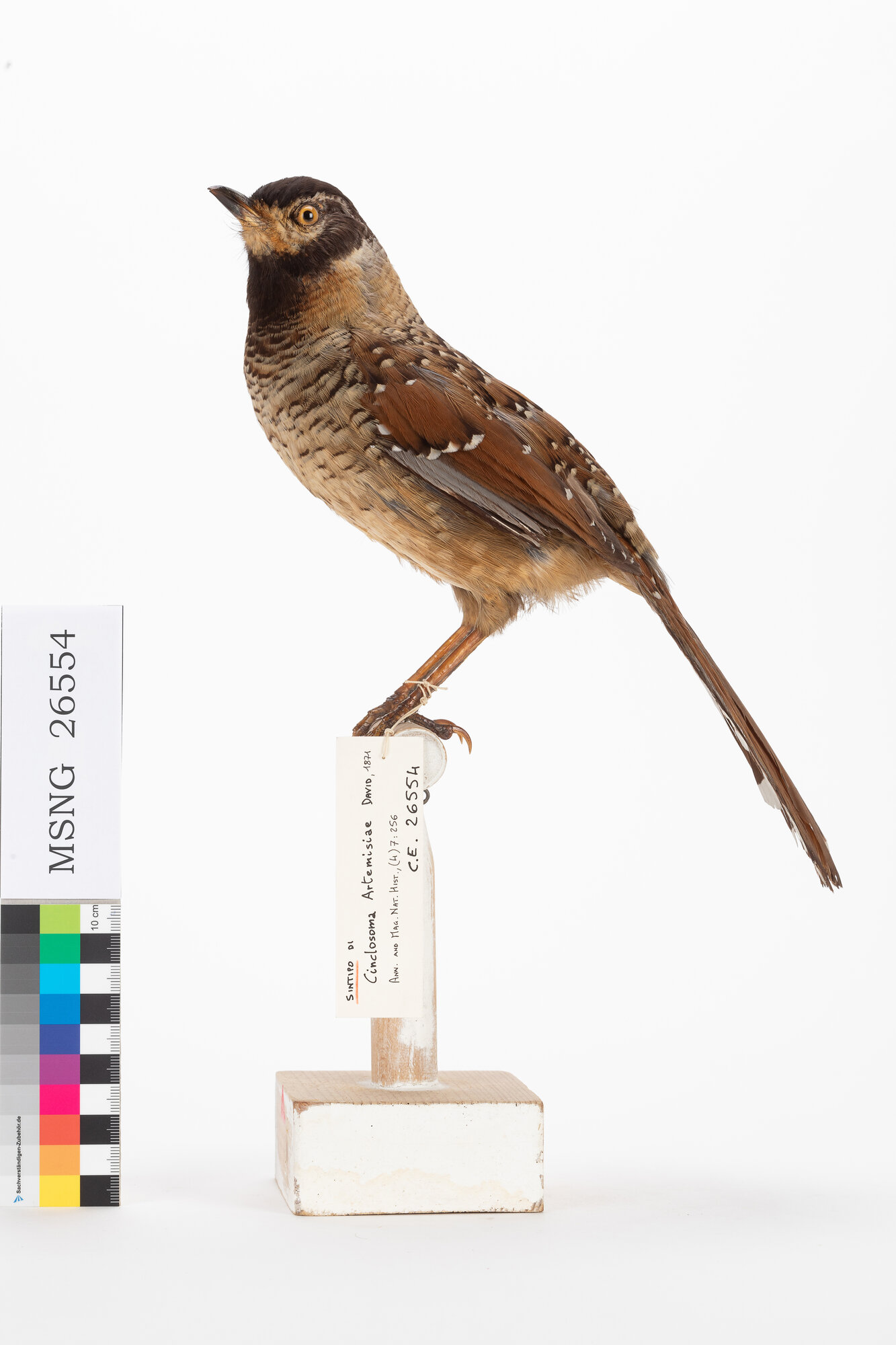 Garrulo schiamazzante ocellato (esemplare)