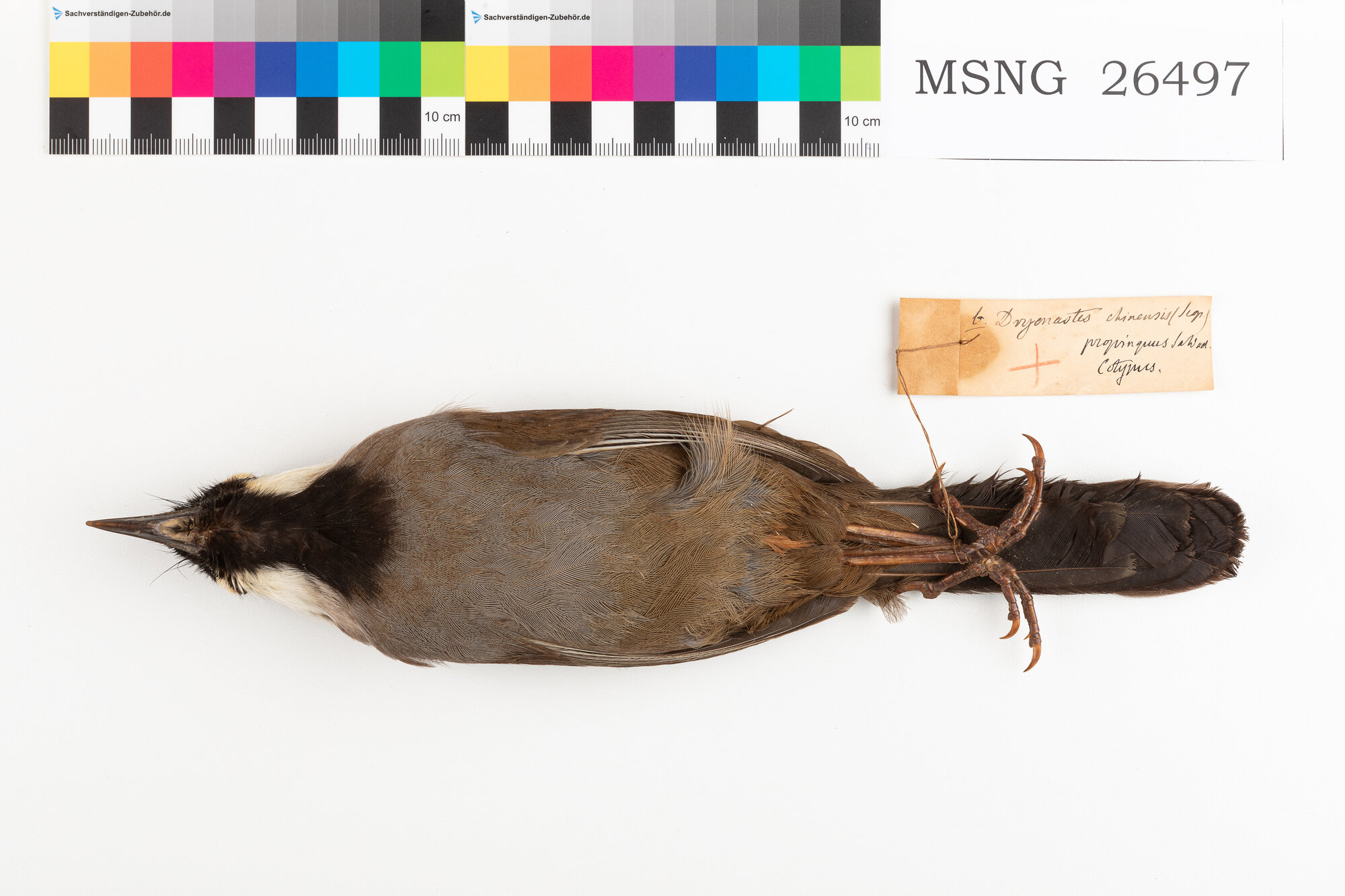 Garrulo schiamazzante cinese (esemplare)