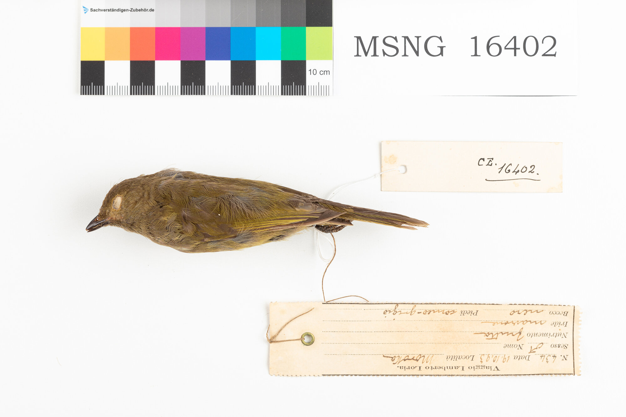 Beccafrutti striato (esemplare)