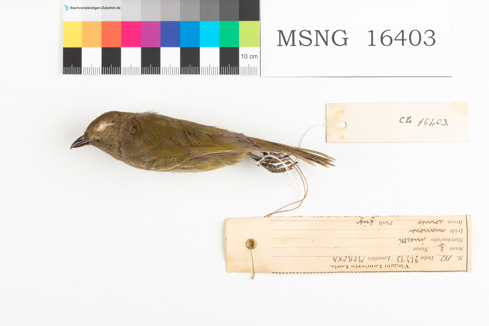 Beccafrutti striato (esemplare)