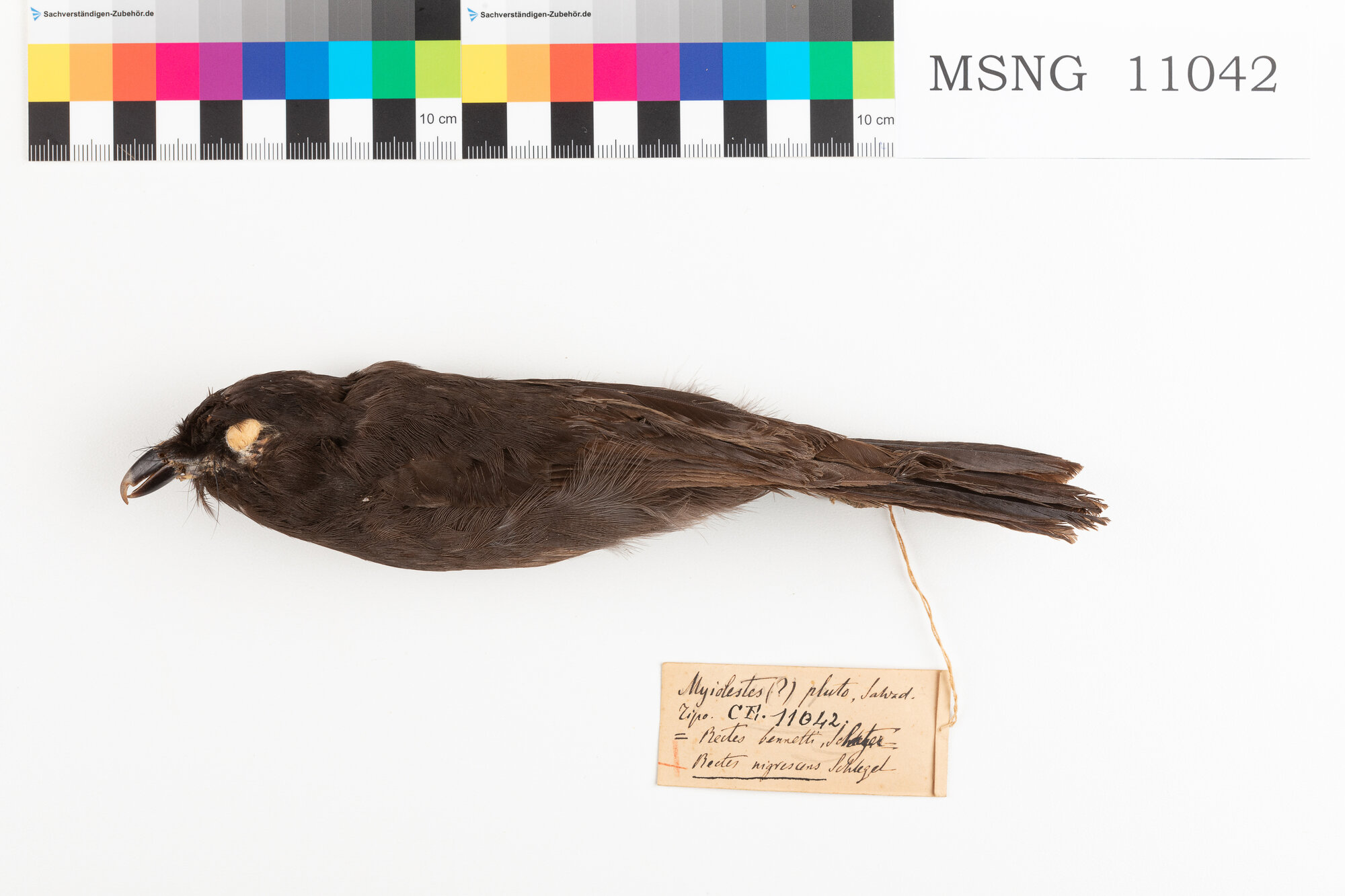 Pitoui nero (esemplare)