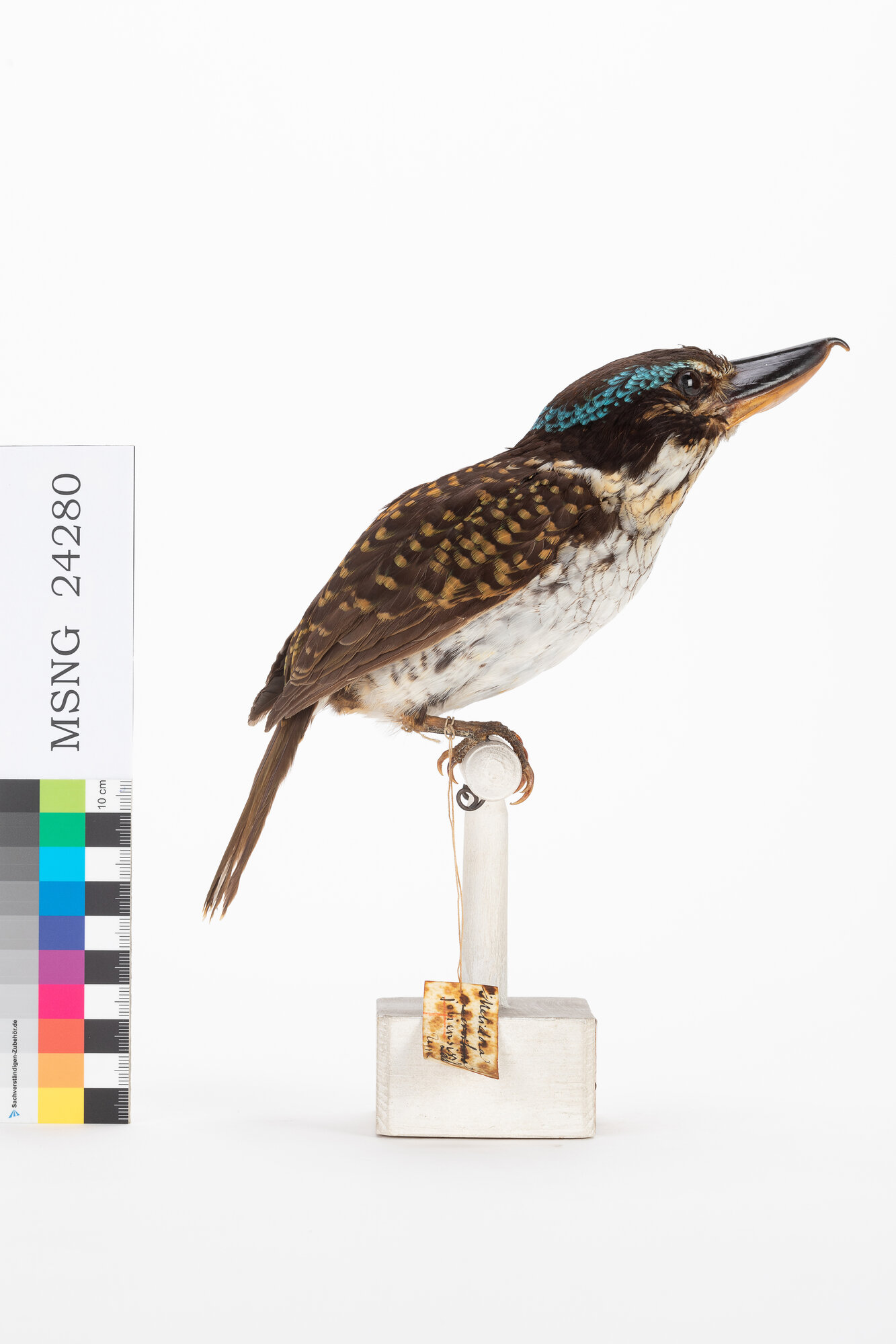 Martin pescatore beccouncinato (esemplare)