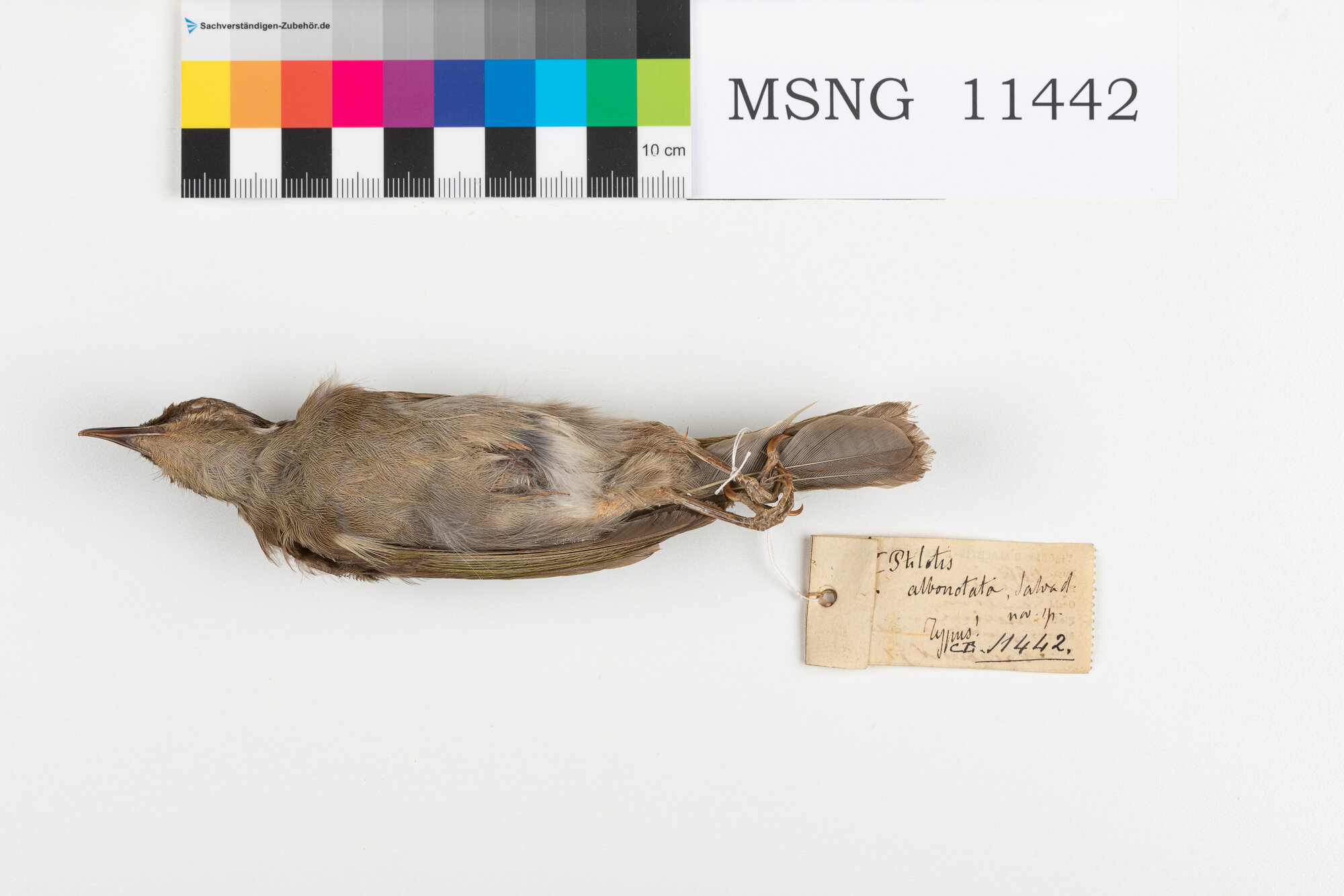 Mangiamiele di macchia (esemplare)