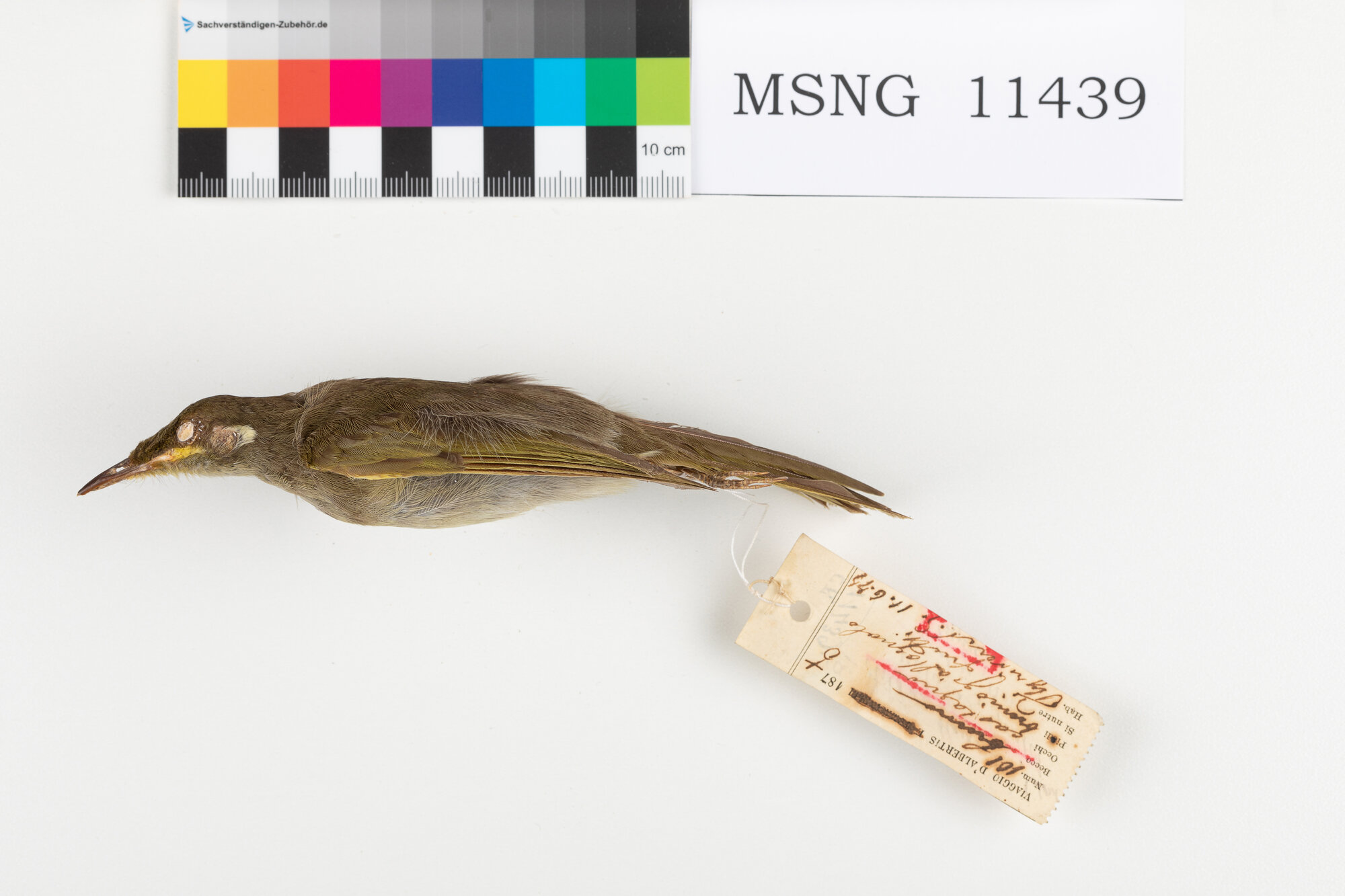 Mangiamiele boccagialla (esemplare)