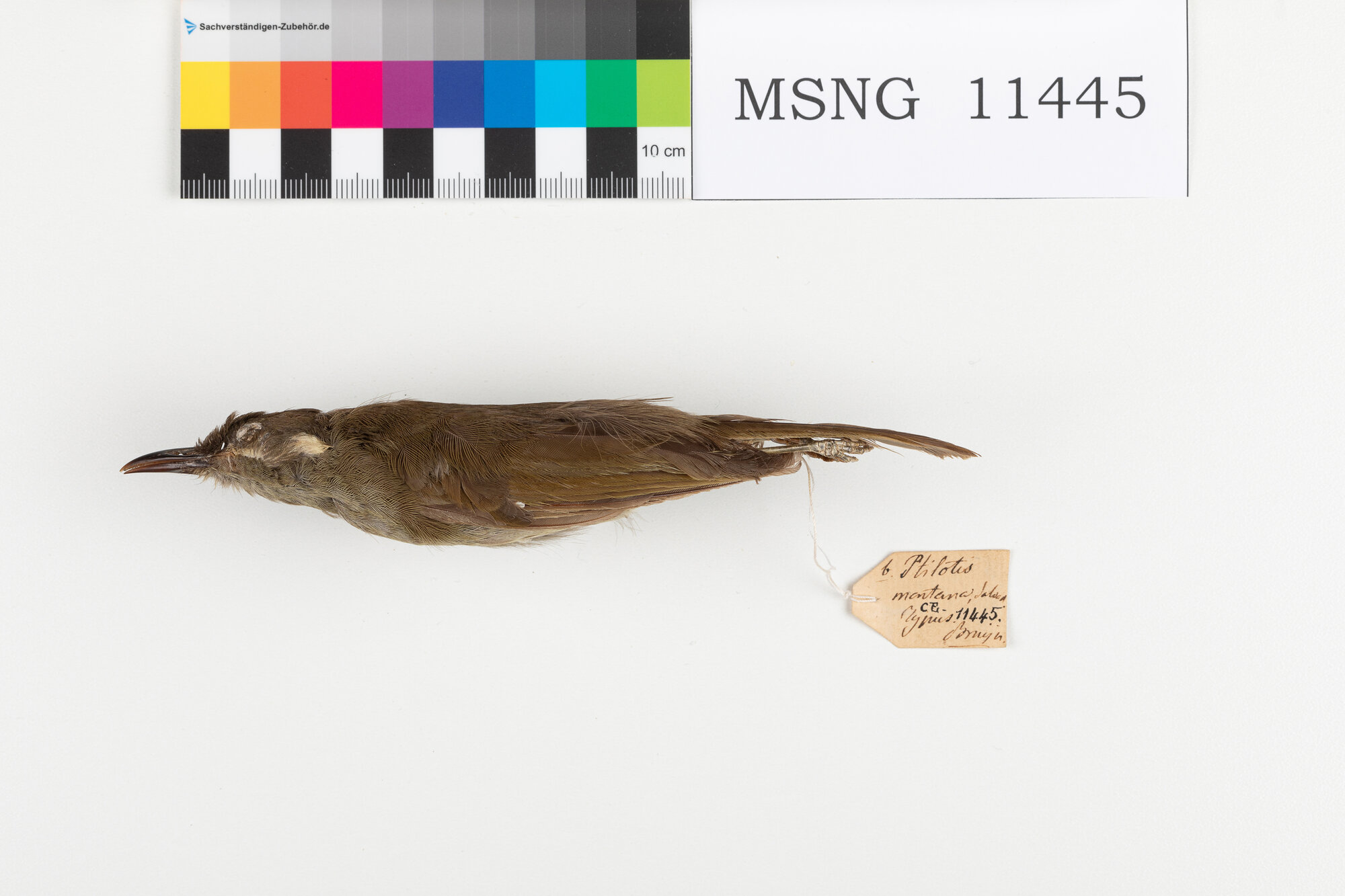 Mangiamiele delle foreste (esemplare)