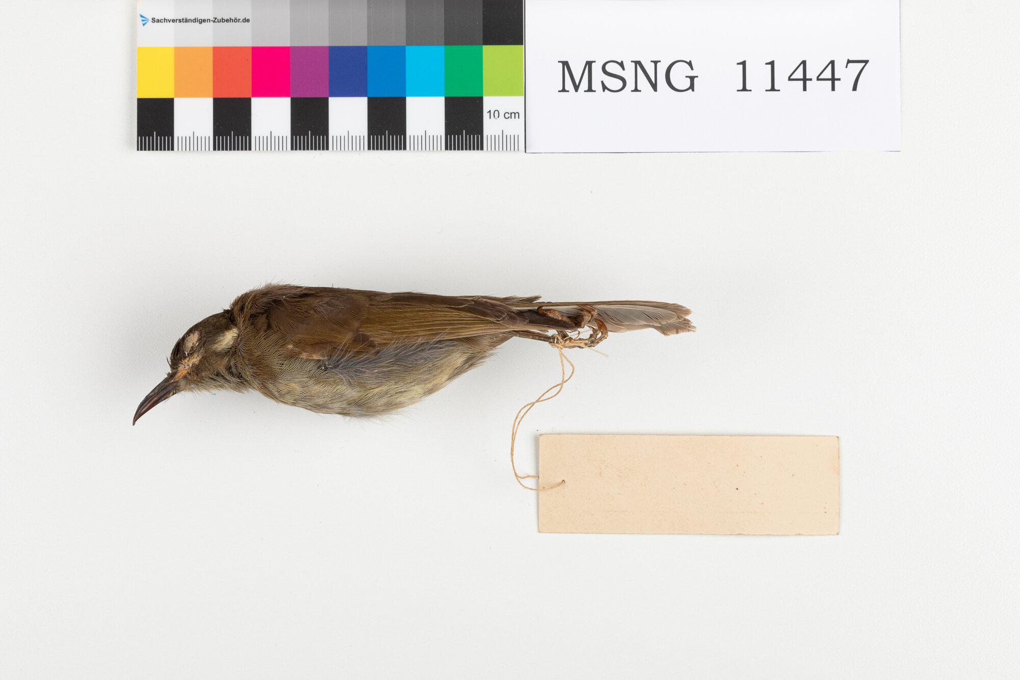 Mangiamiele delle foreste (esemplare)