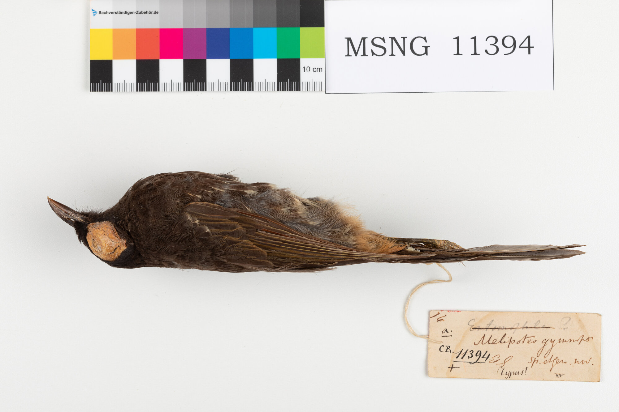 Succhiamiele di D'Albertis (esemplare)