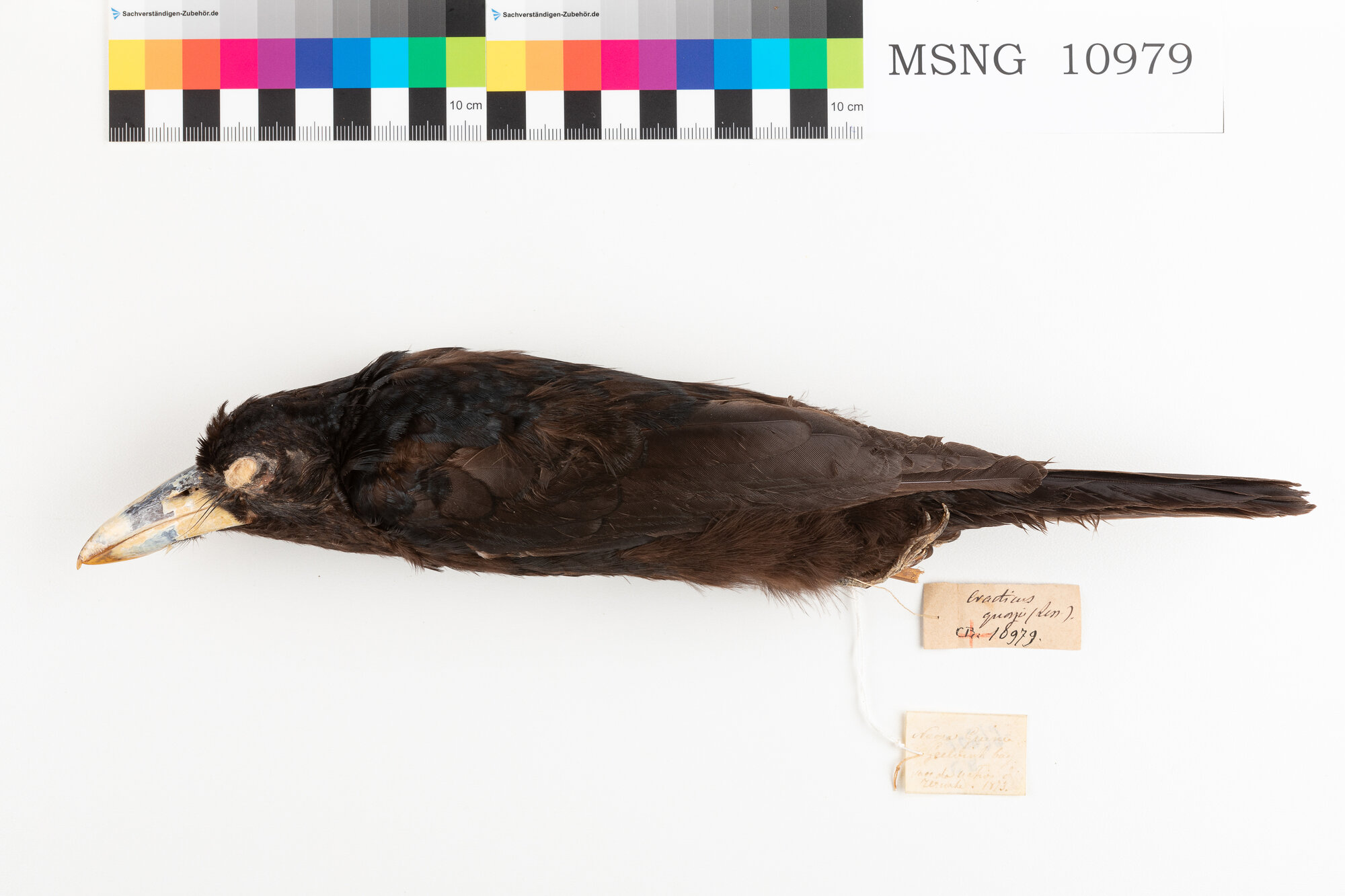 Gazza chiassosa di Quoy (esemplare)