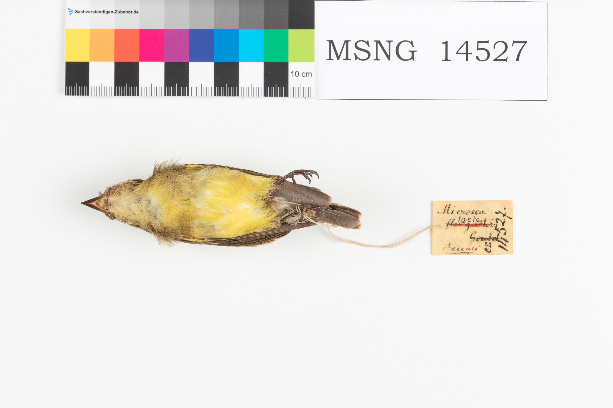 Pigliamosche ventregiallo australiano (esemplare)