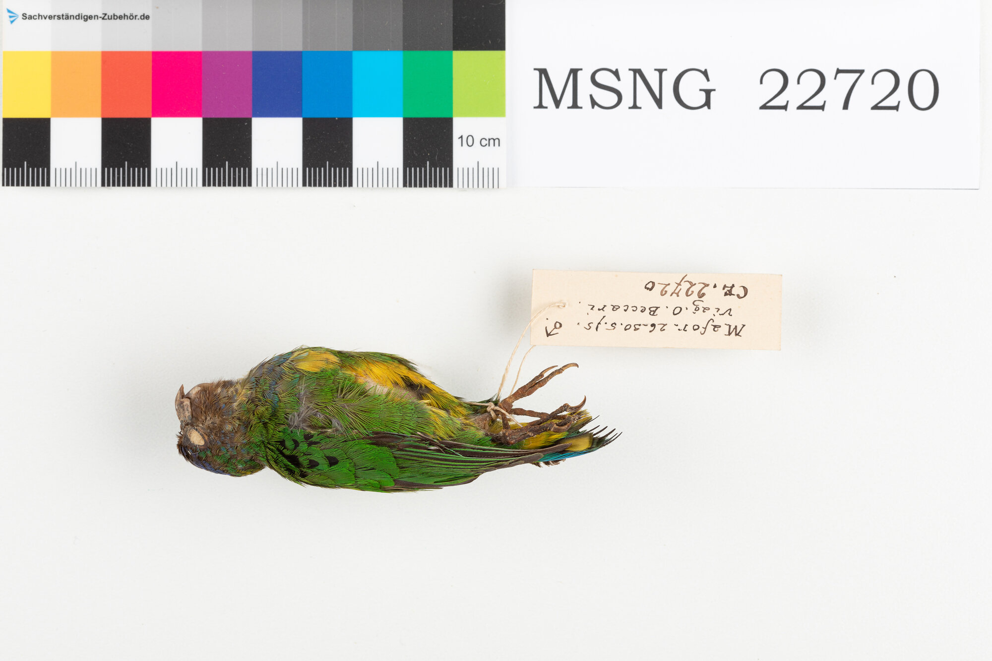 Pappagallino della baia di Geelvink (esemplare)