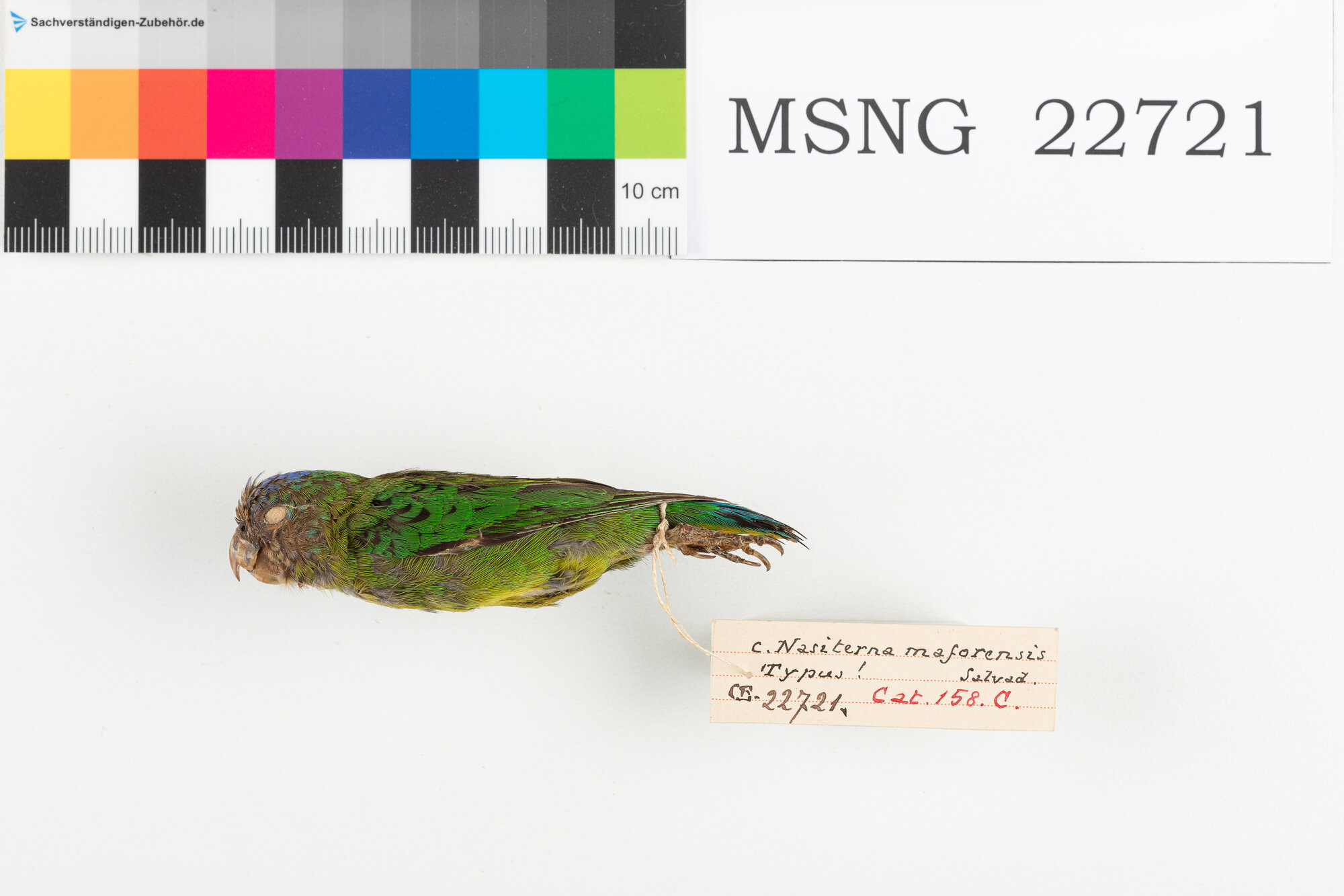 Pappagallino della baia di Geelvink (esemplare)