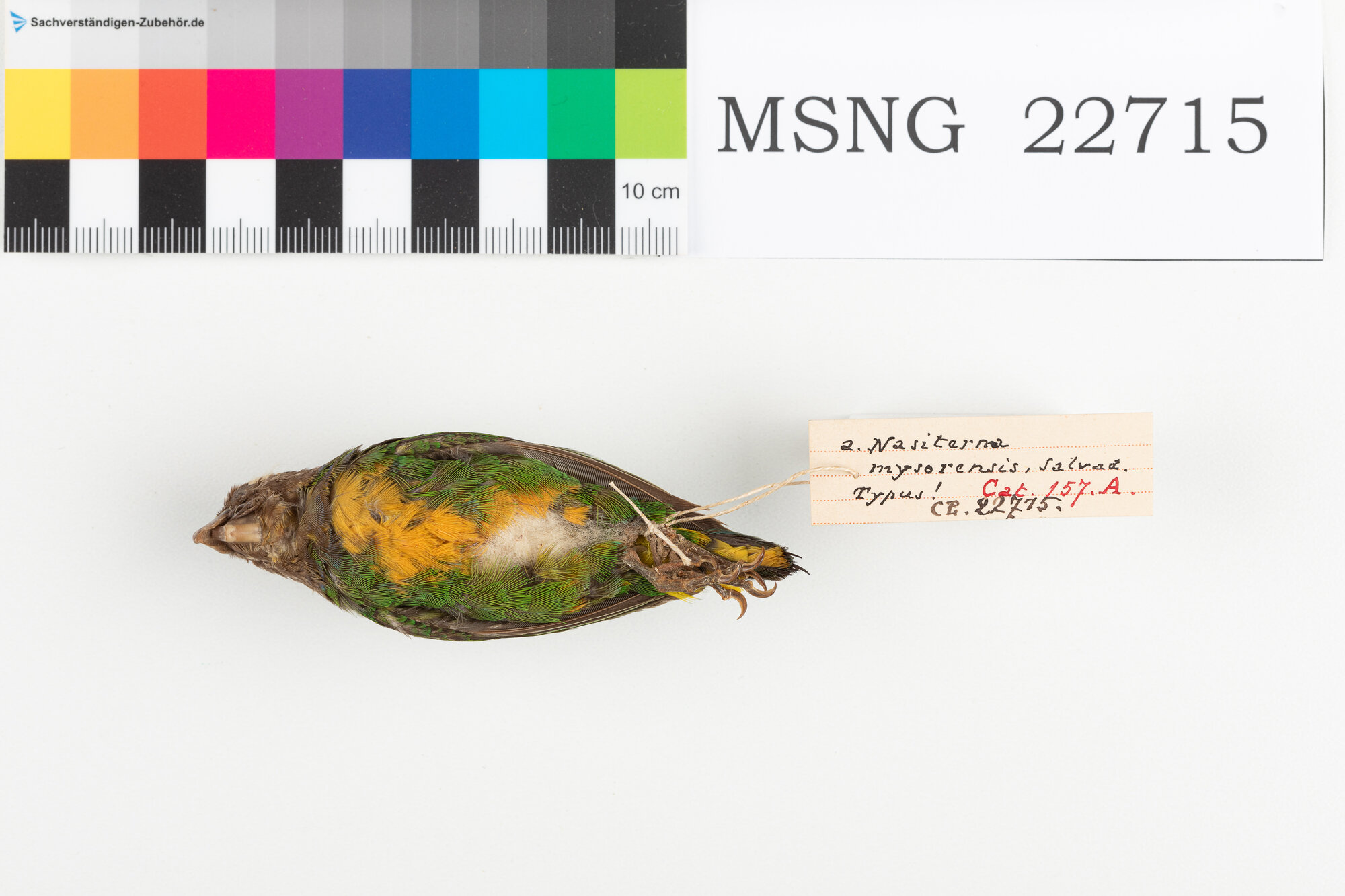 Pappagallino della baia di Geelvink (esemplare)