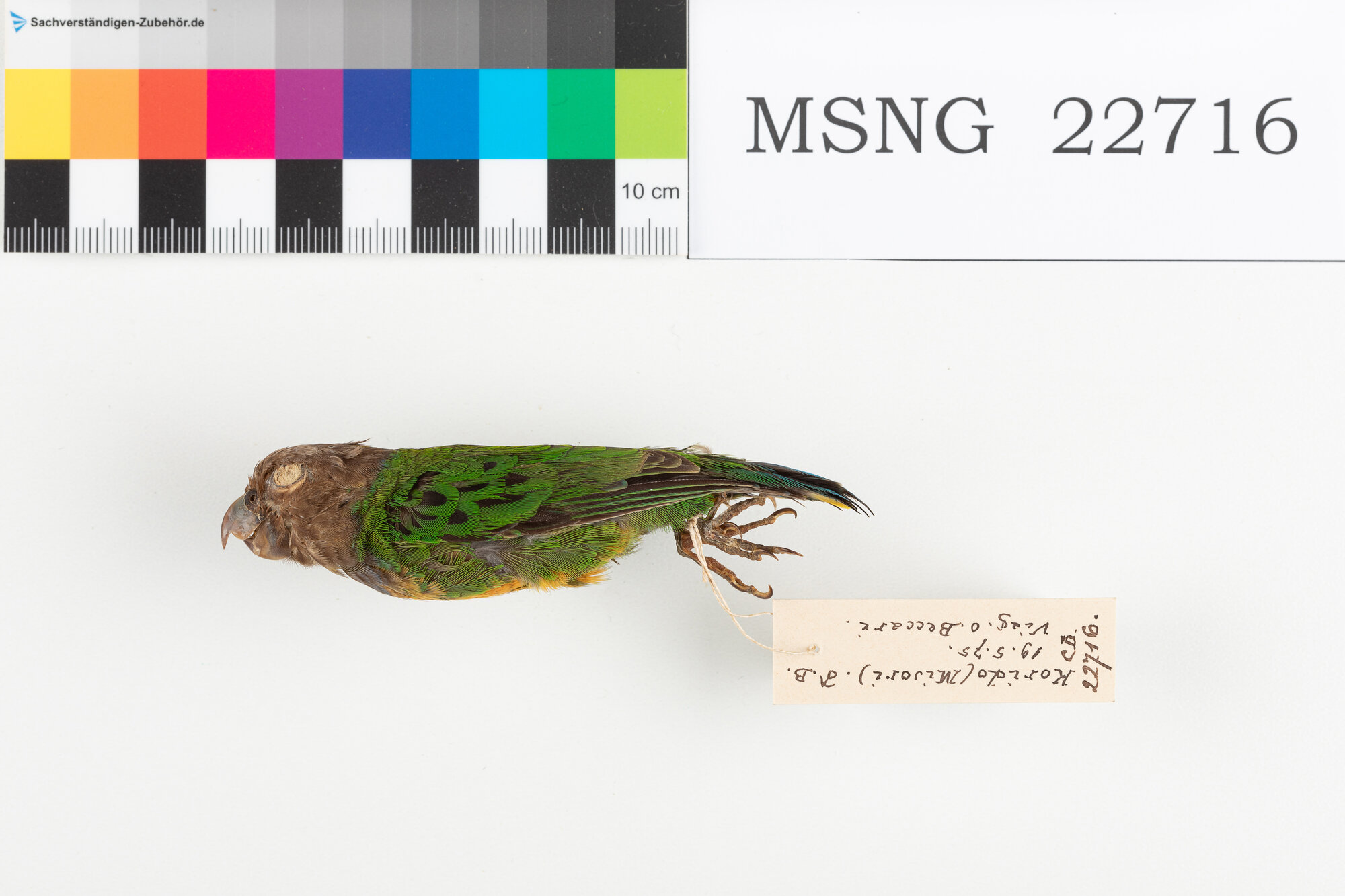 Pappagallino della baia di Geelvink (esemplare)