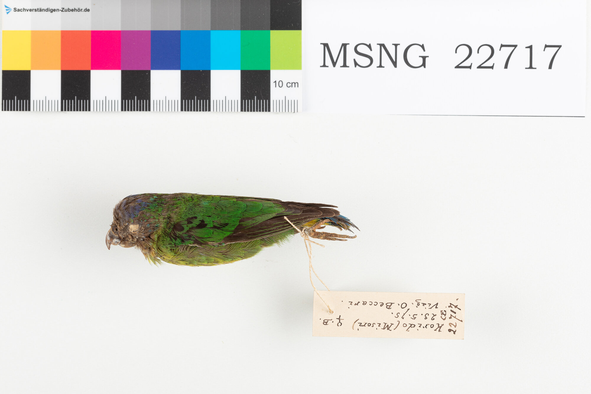 Pappagallino della baia di Geelvink (esemplare)