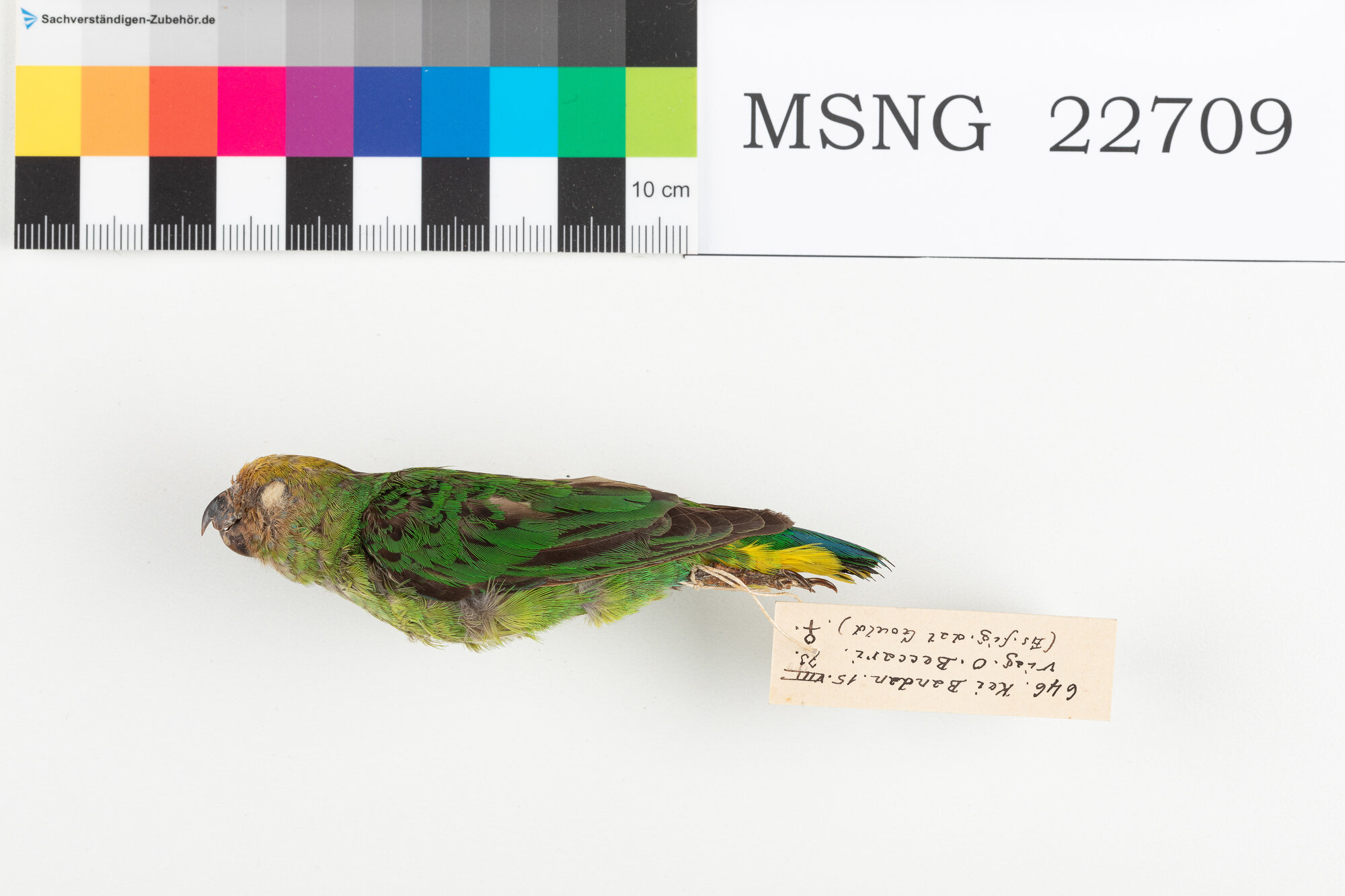 Pappagallino delle Kai (esemplare)