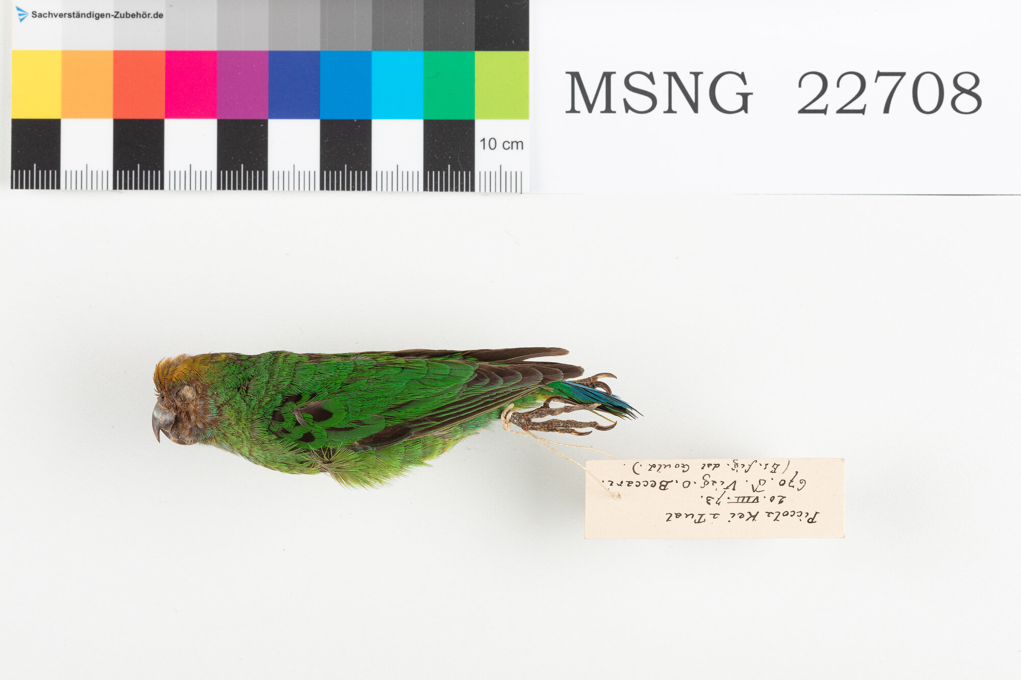 Pappagallino delle Kai (esemplare)