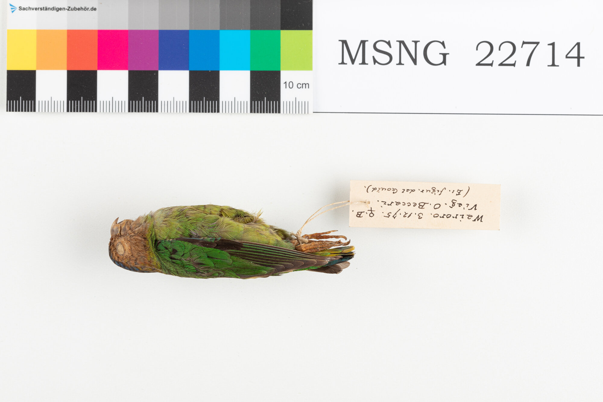 Pappagallino facciafulva (esemplare)