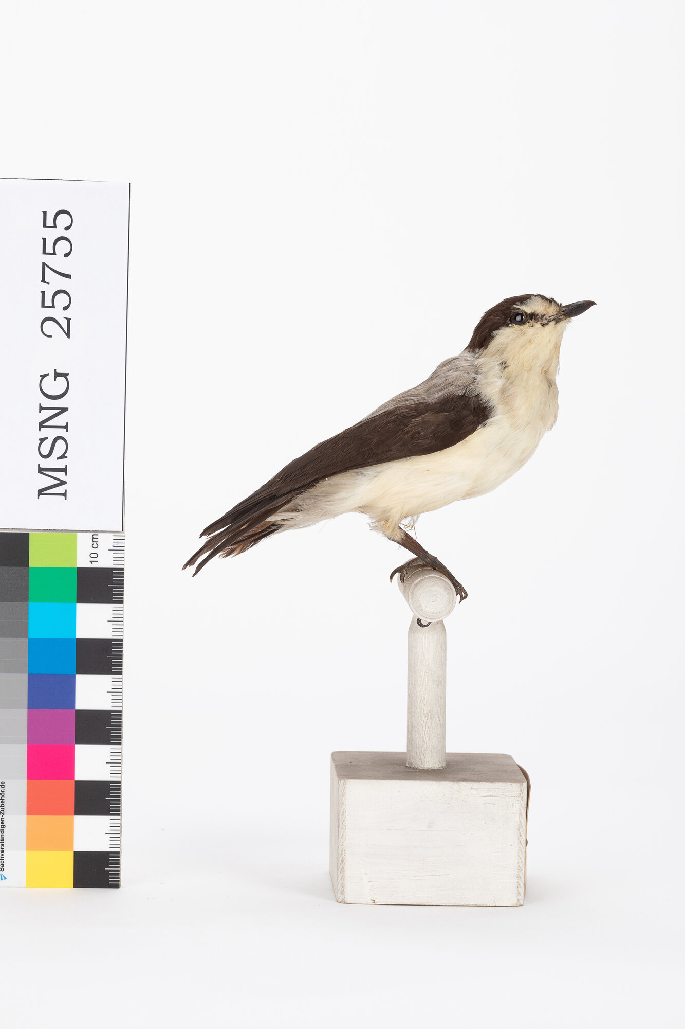 Pigliamosche di fiume (esemplare)