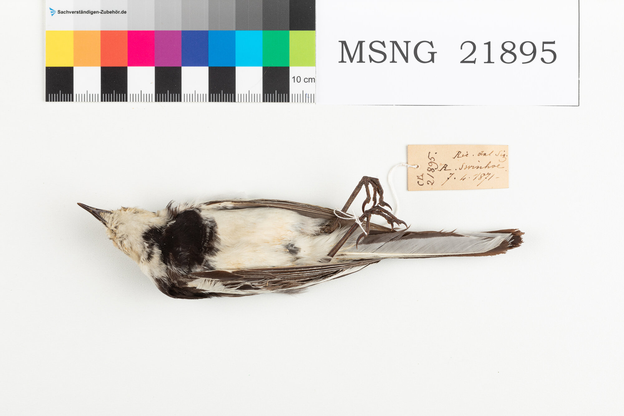 Ballerina bianca (esemplare)