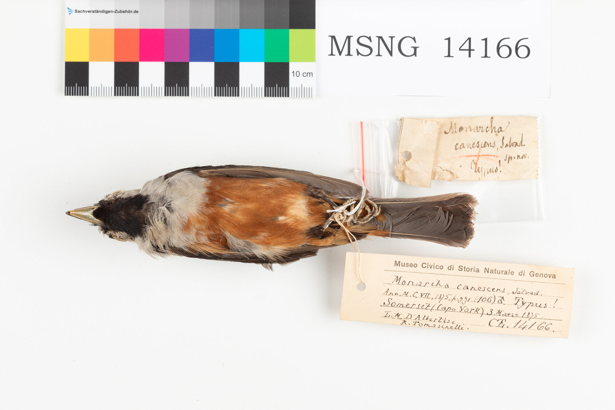 Monarca alinere (esemplare)