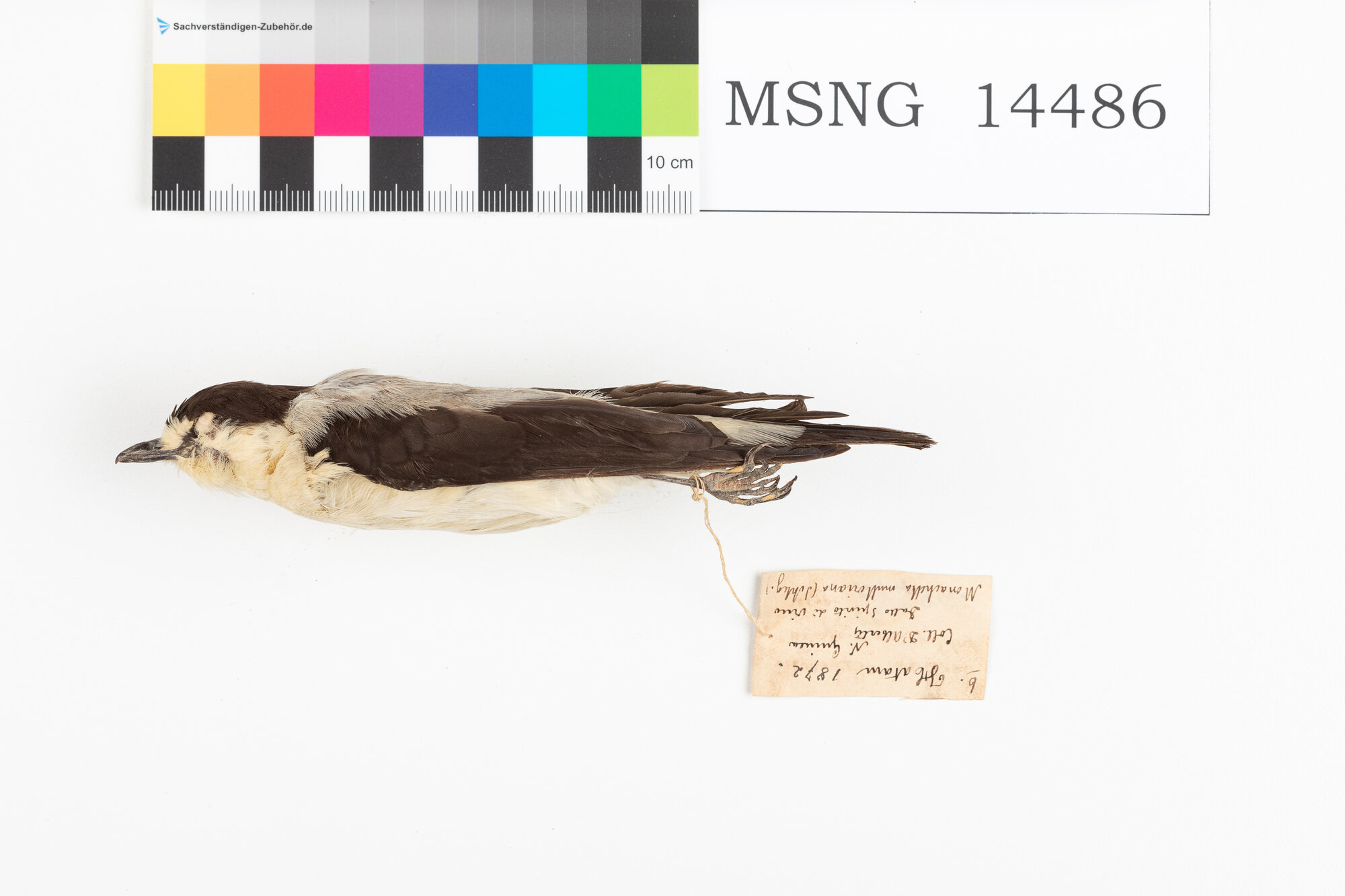 Pigliamosche di fiume (esemplare)