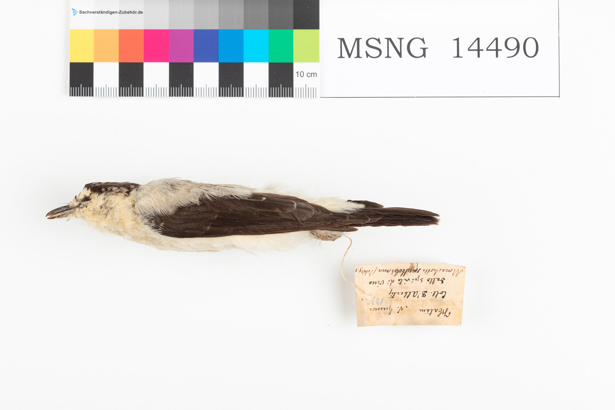 Pigliamosche di fiume (esemplare)