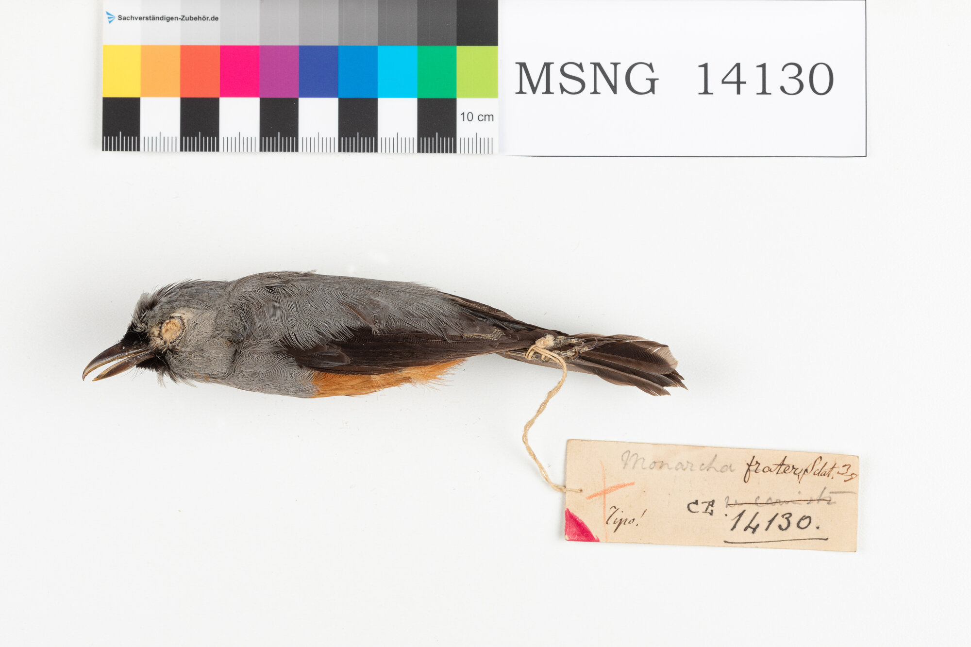 Monarca alinere (esemplare)