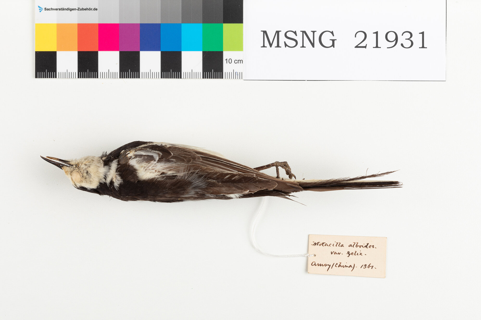 Ballerina bianca (esemplare)