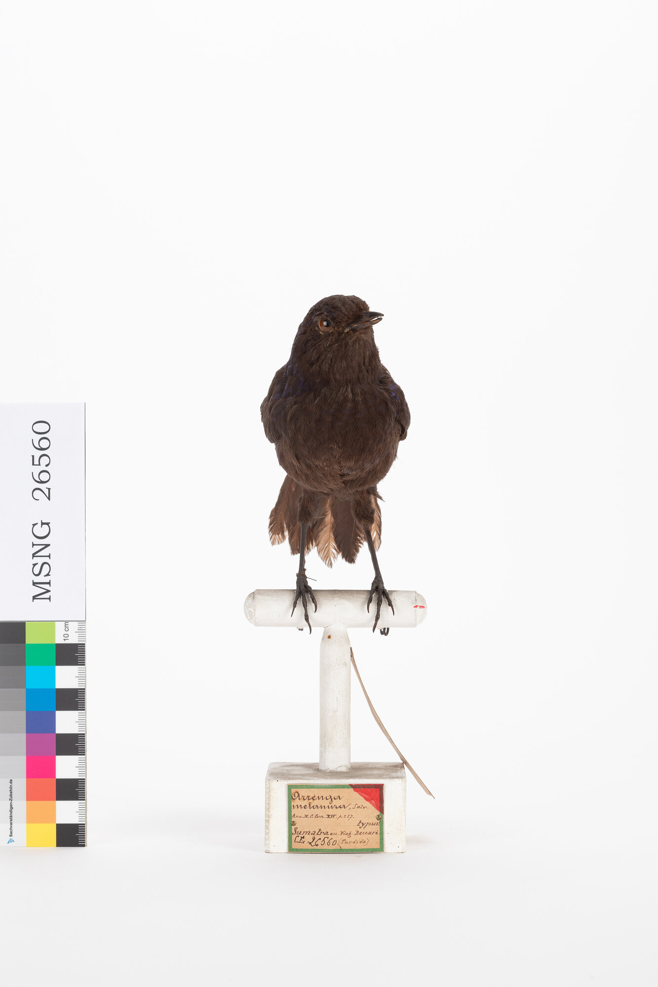 Tordo zufolatore smagliante (esemplare)