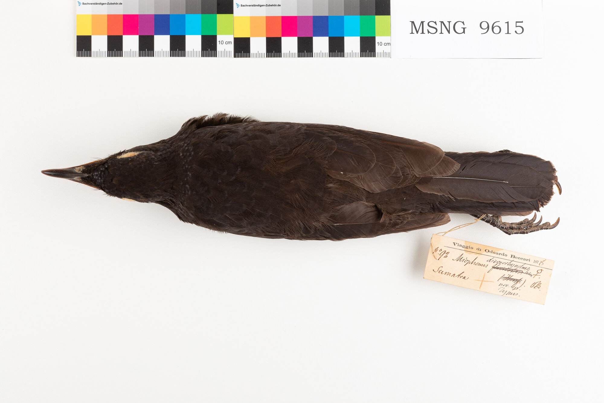 Tordo zufolatore blu (esemplare)