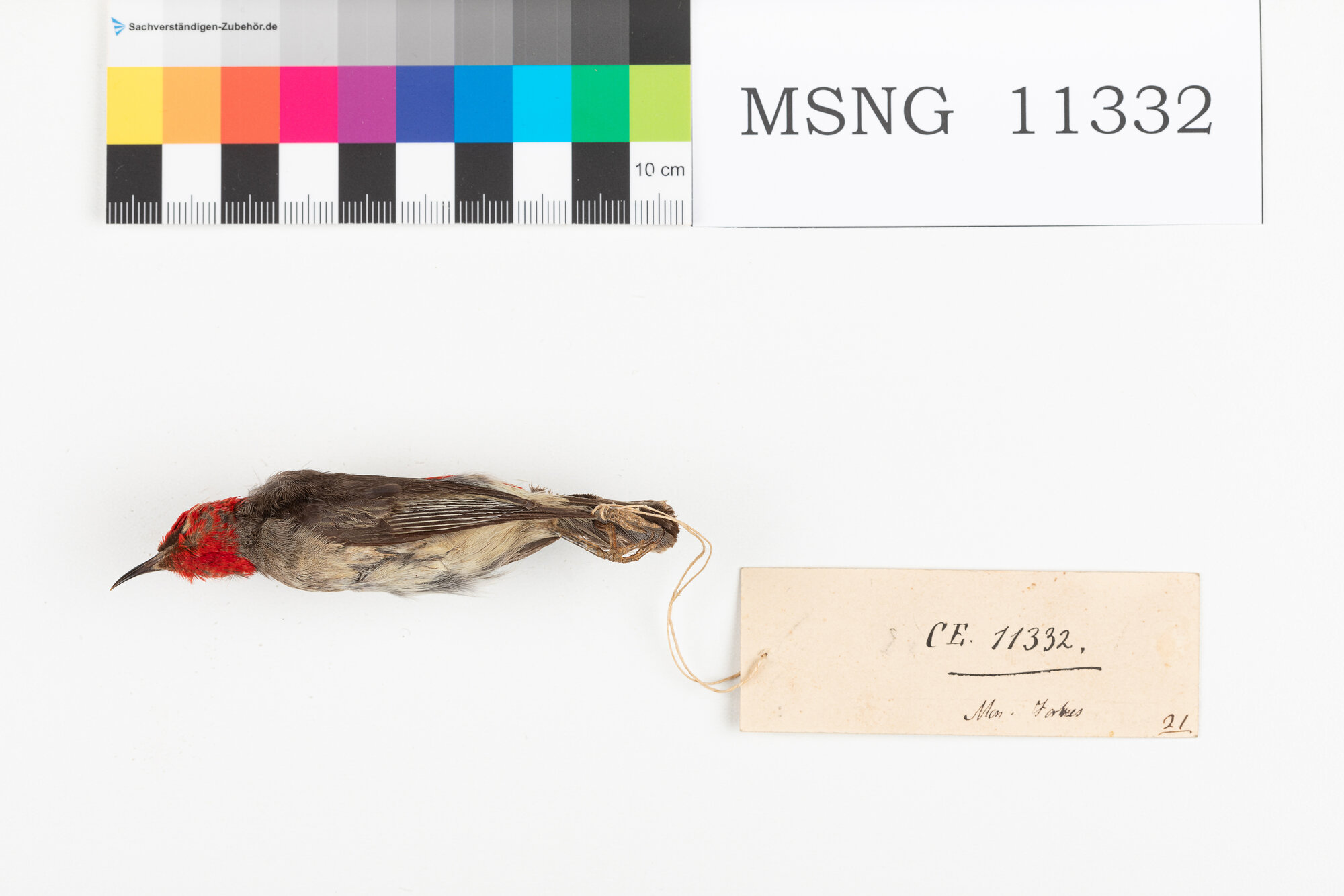 Mangiamiele di Adolfina (esemplare)