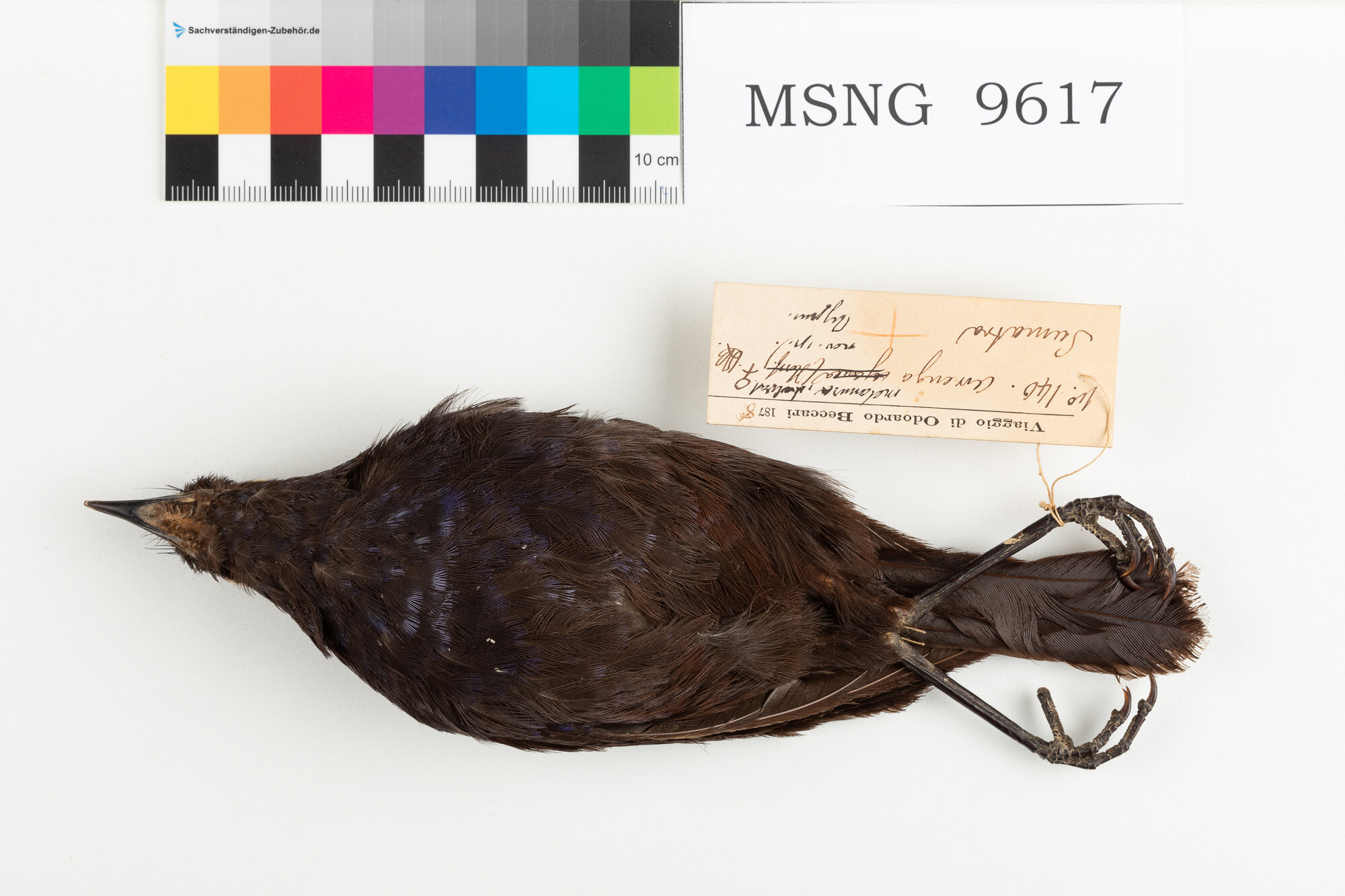 Tordo zufolatore smagliante (esemplare)