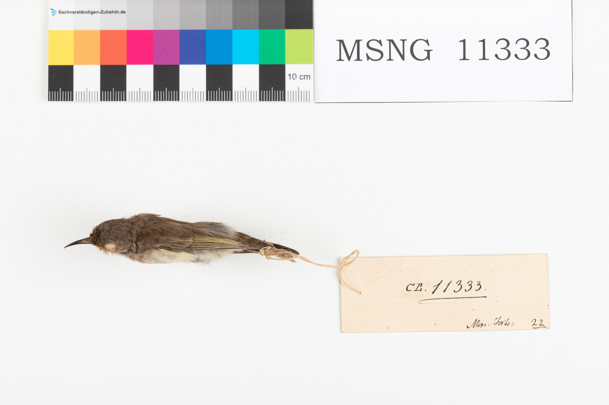 Mangiamiele di Adolfina (esemplare)