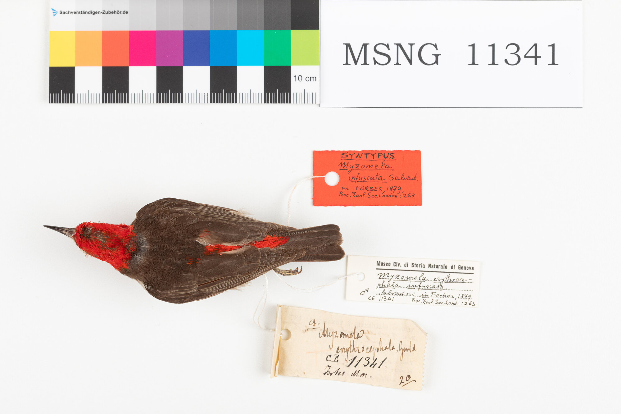 Mangiamiele testarossa (esemplare)