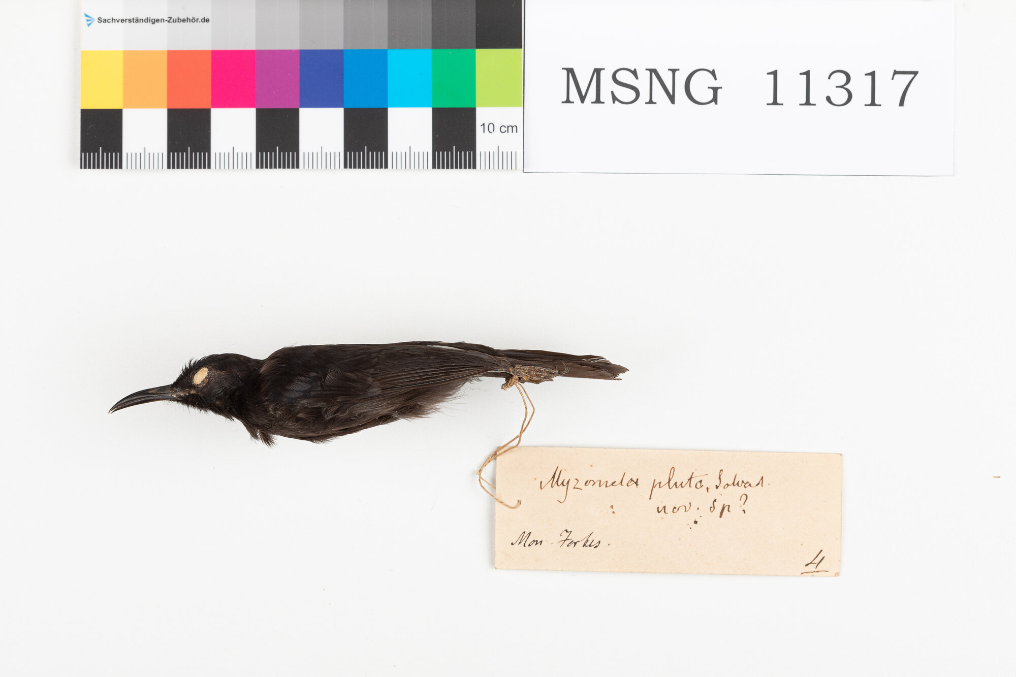 Mangiamiele nero (esemplare)