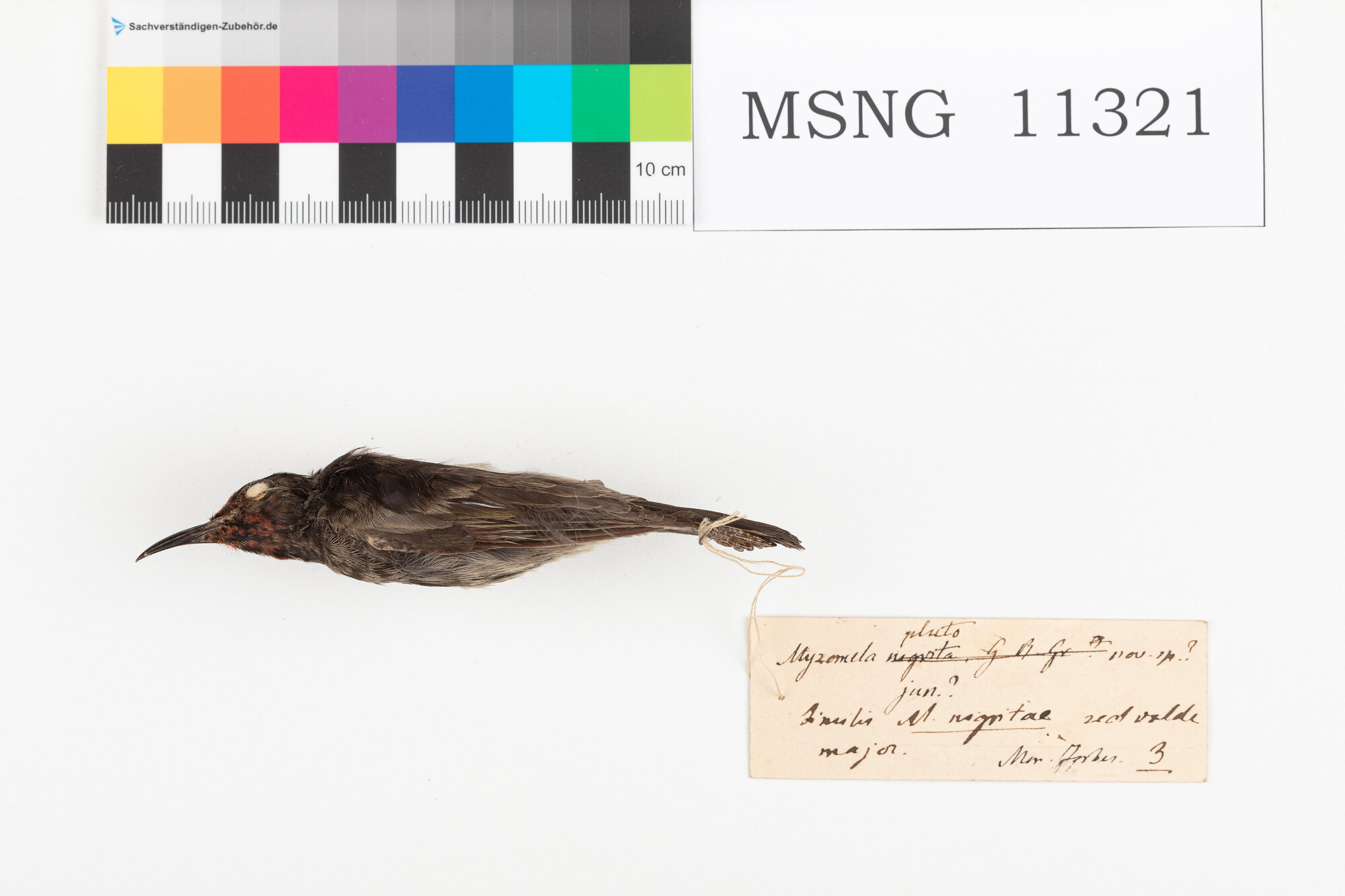 Mangiamiele nero (esemplare)