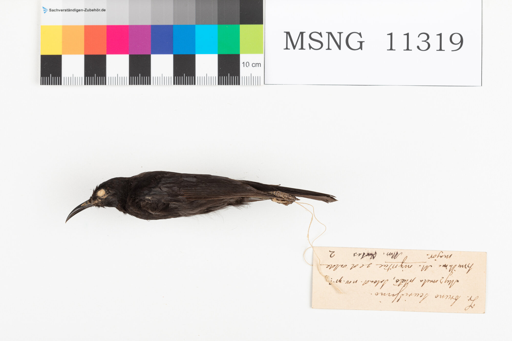 Mangiamiele nero (esemplare)