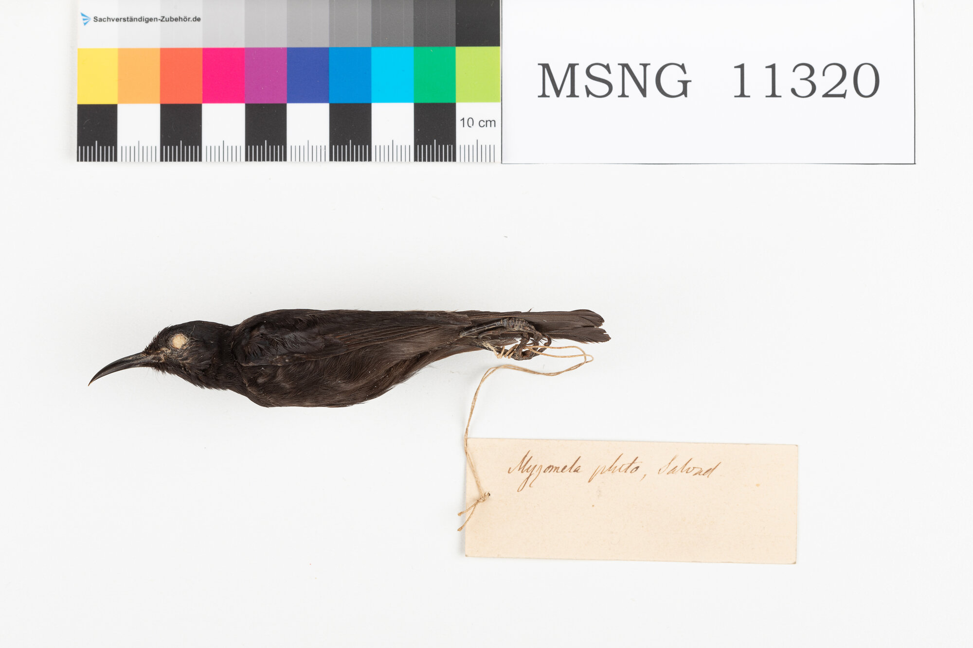 Mangiamiele nero (esemplare)