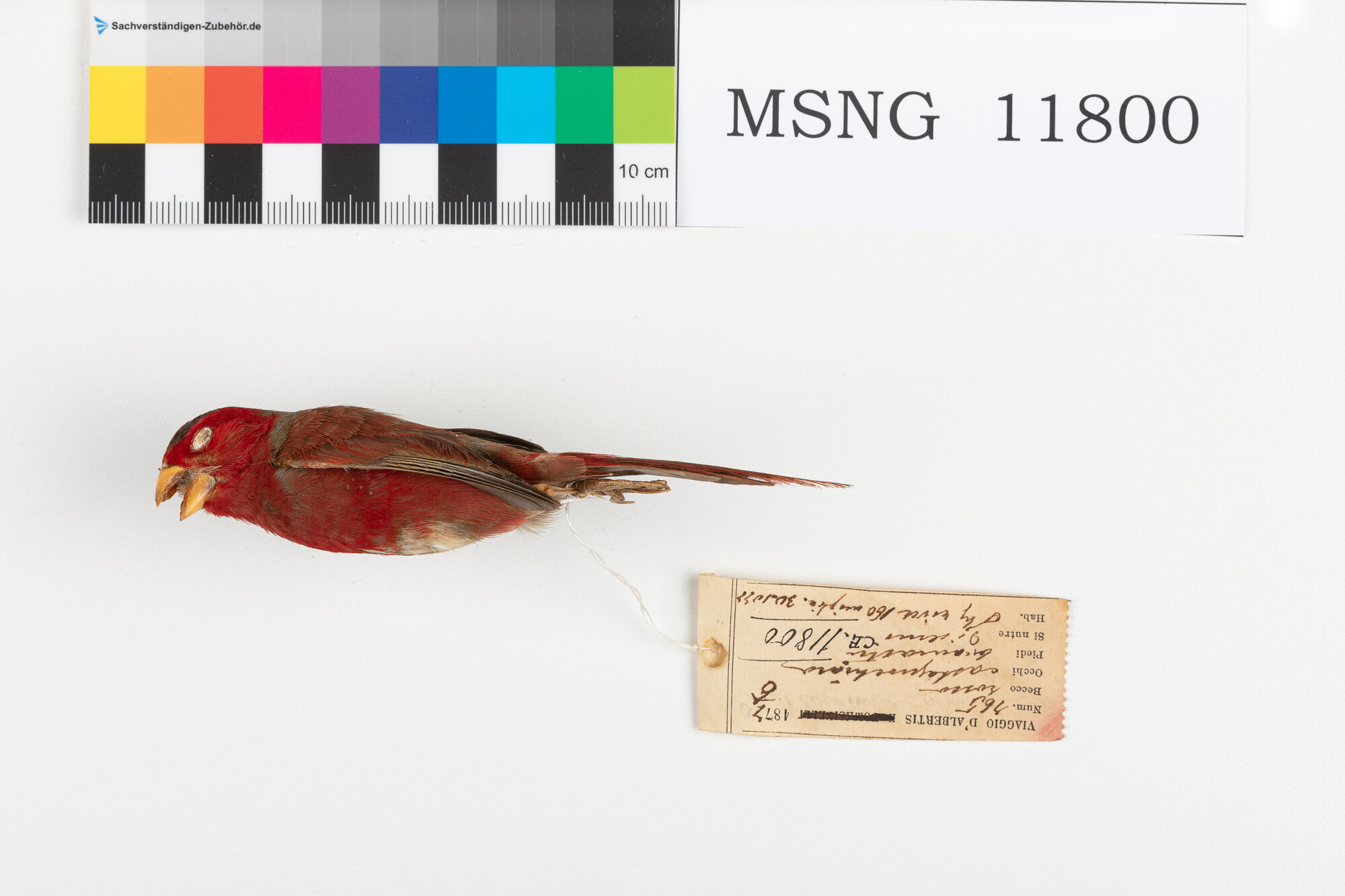 Diamante rosso (esemplare)