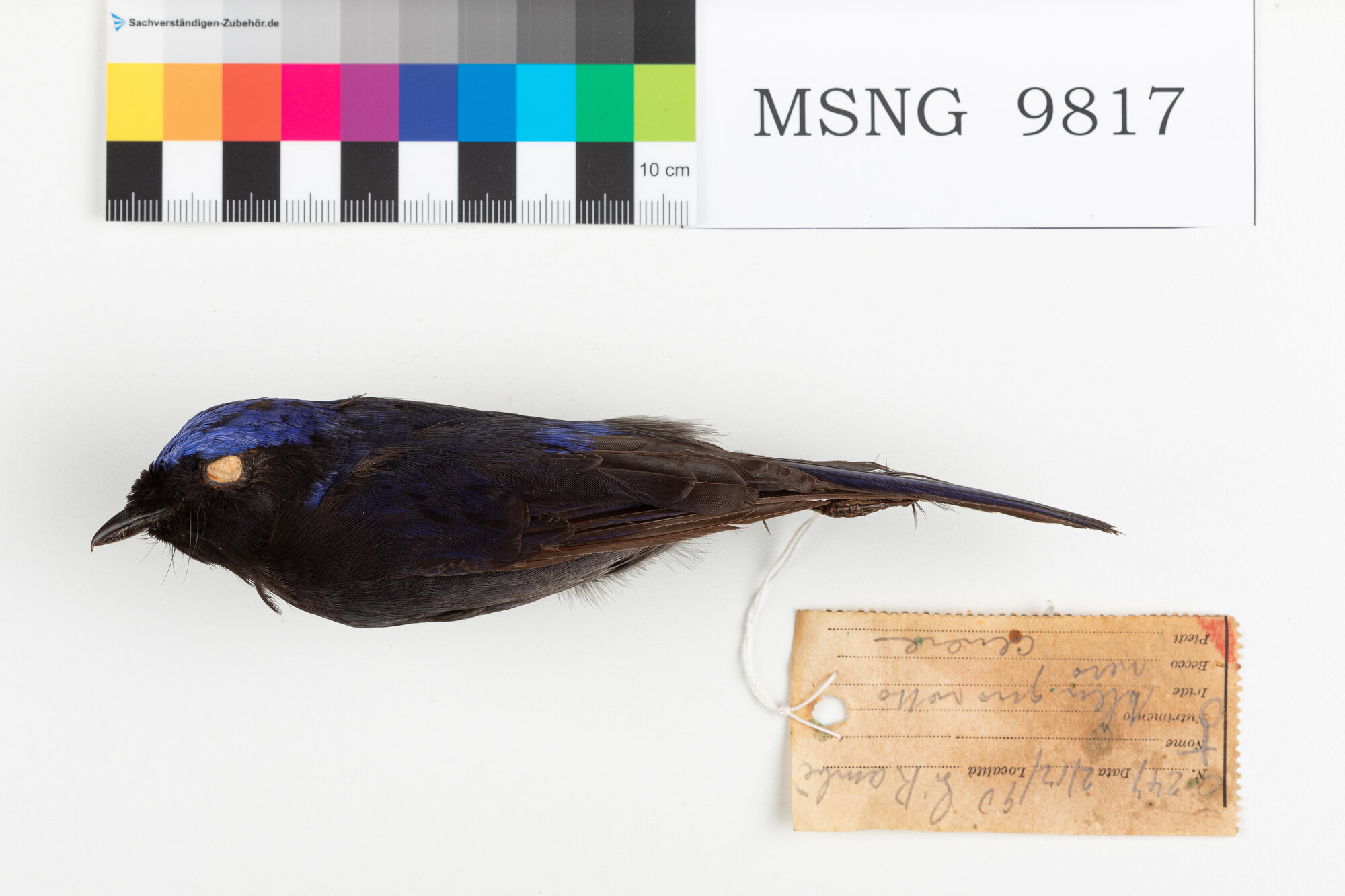 Niltava grande (esemplare)