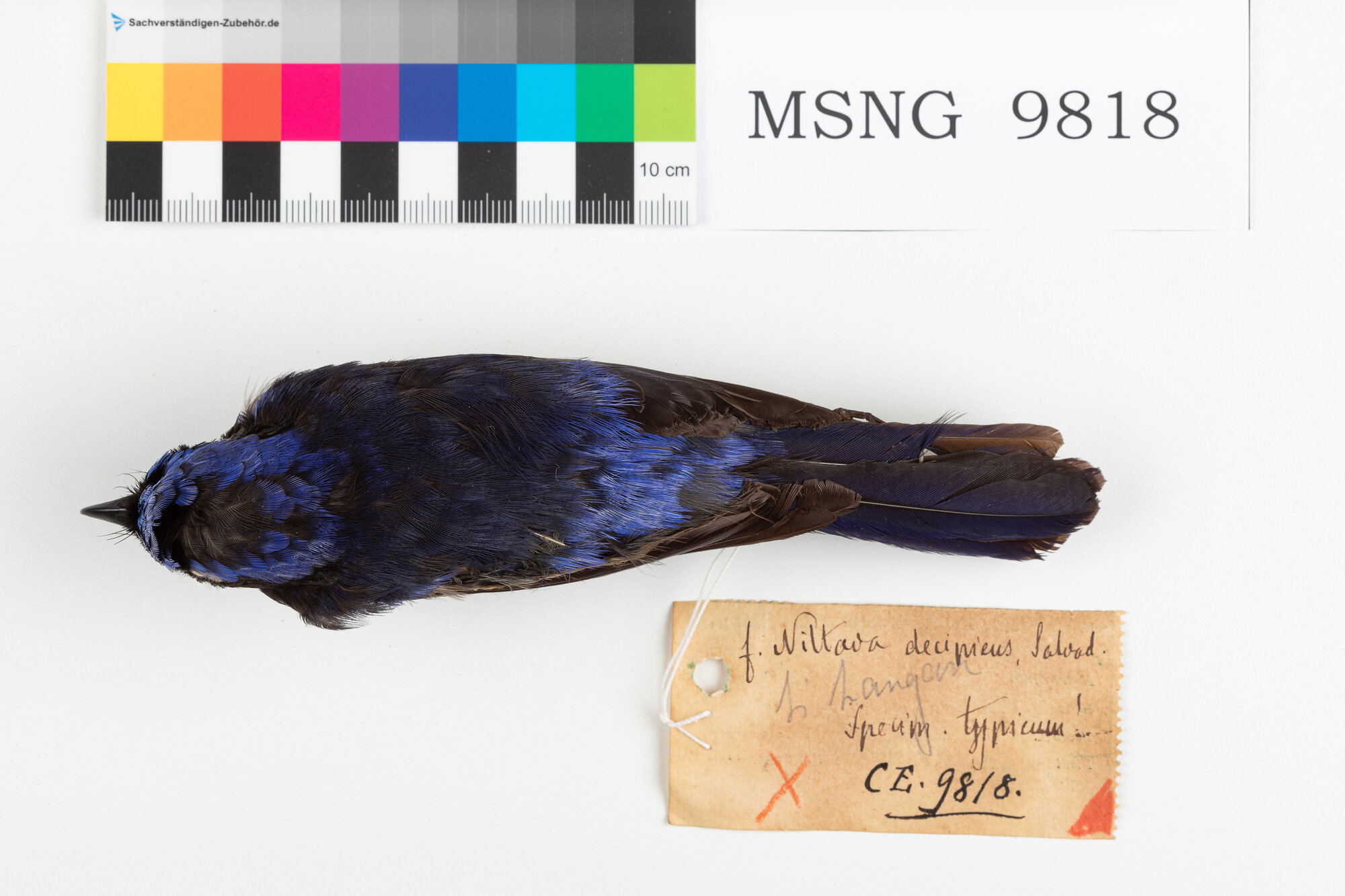 Niltava grande (esemplare)