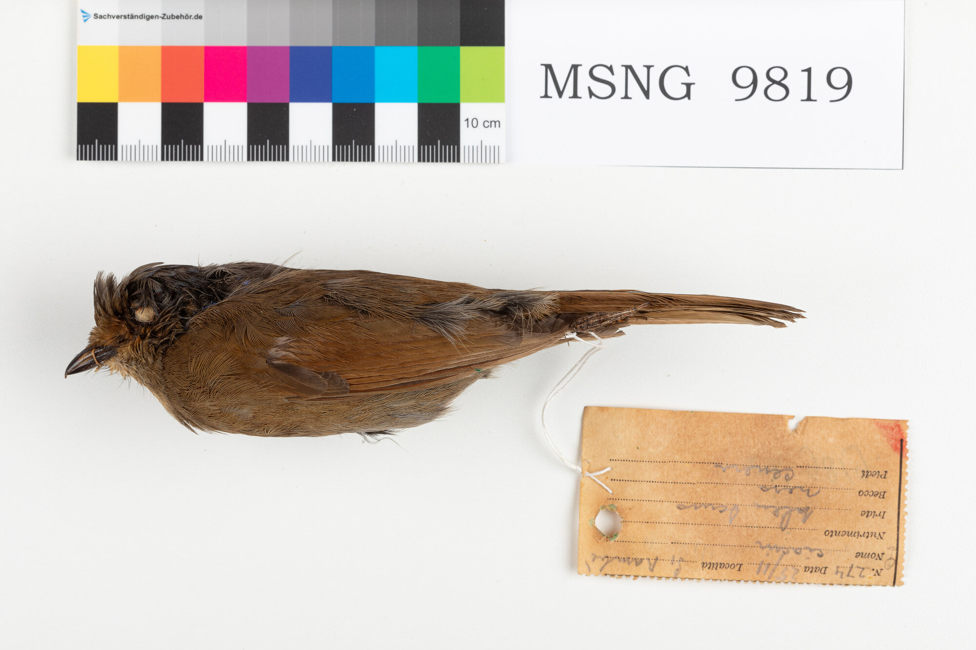 Niltava grande (esemplare)