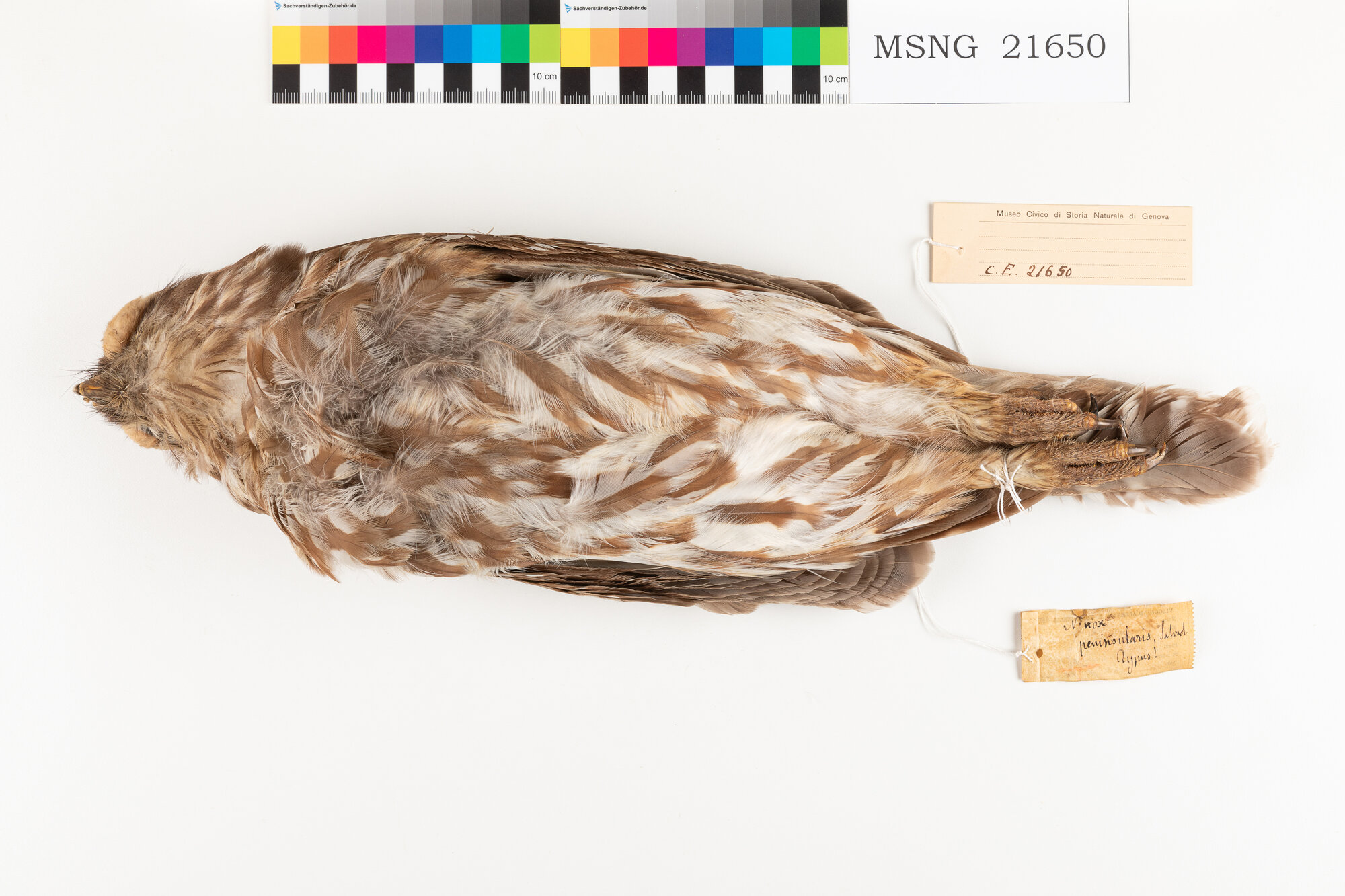 Civetta ululante (esemplare)